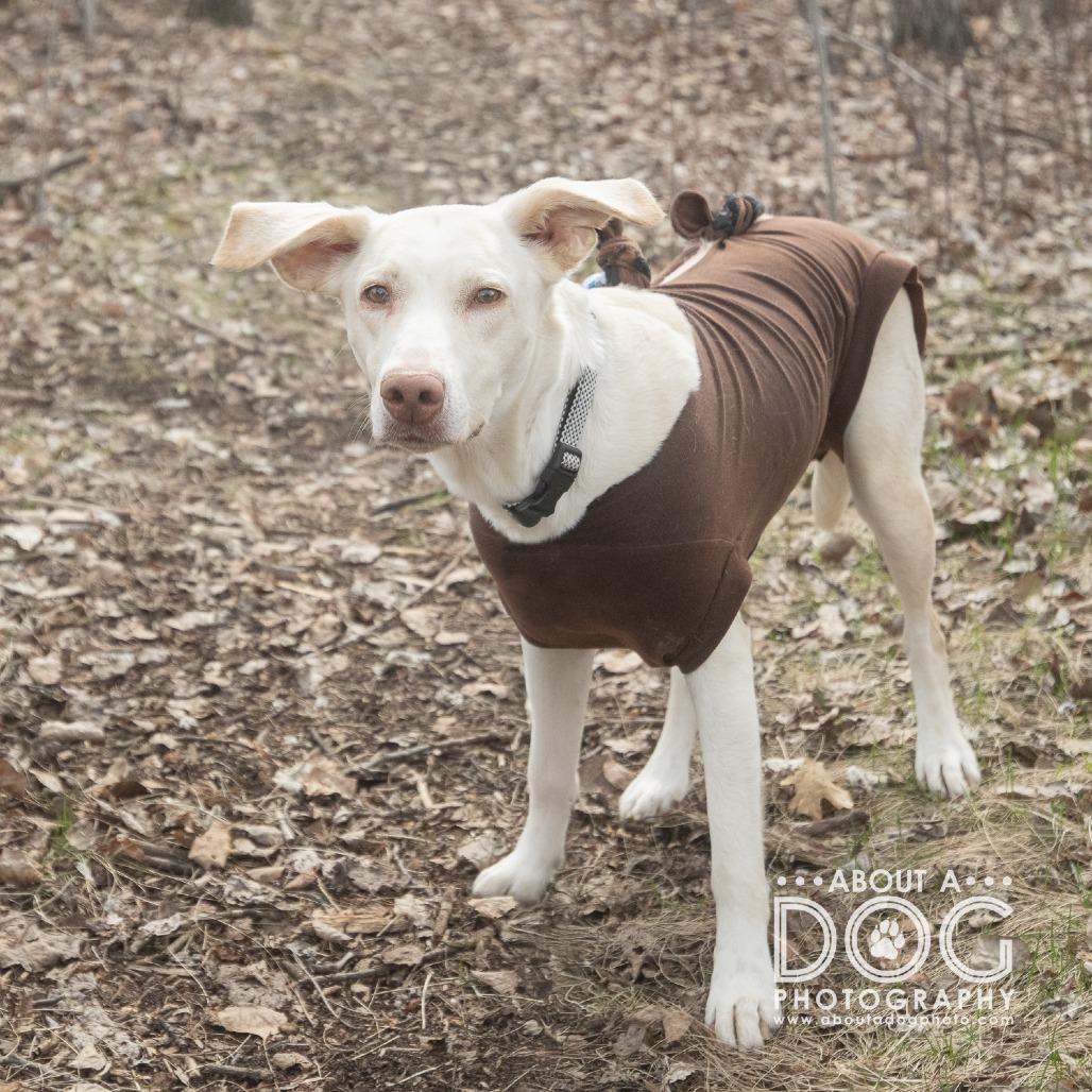 Cali, Adoptable, Adult Female Mixed Breed.