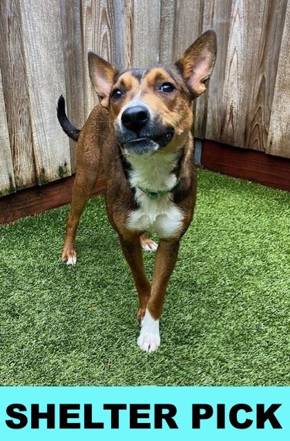 Merry Go Round, Adoptable, Adult Female Mixed Breed & Mixed Breed.