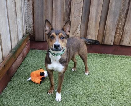 Merry Go Round, a Adoptable Mixed Breed in Eugene, OR image 2/3