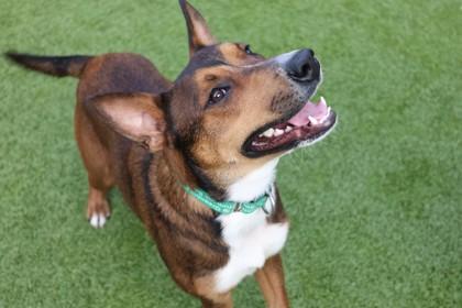 Merry Go Round, a Adoptable Mixed Breed in Eugene, OR image 3/3