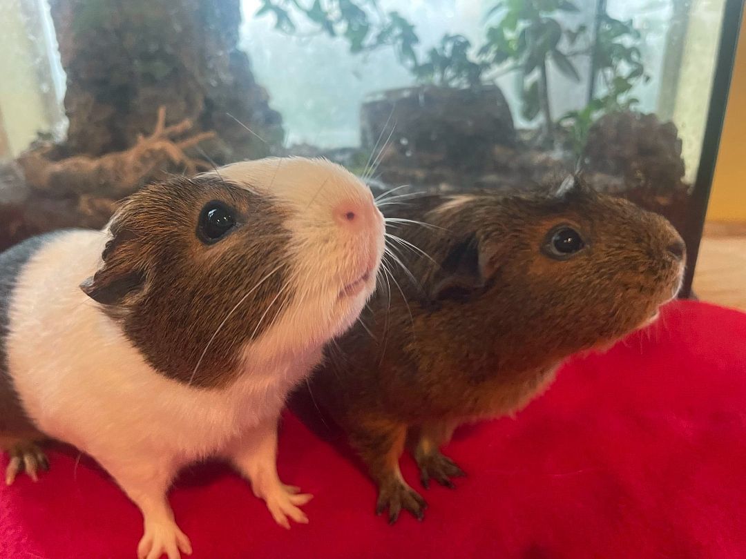 Nora & CeCe