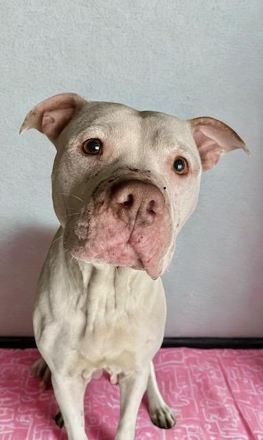 Baby Girl, Adoptable, Adult Female Mixed Breed.