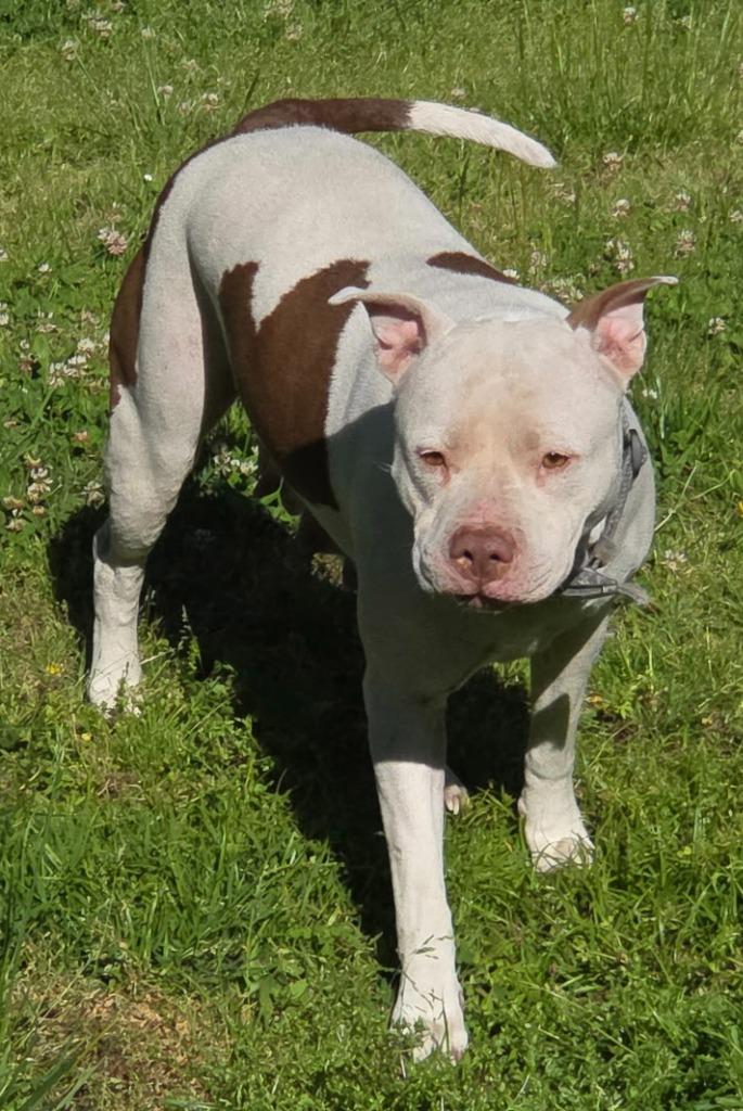 Enlarge Baby Girl, a Adoptable mixed breed in Princeton, IN image 2/3