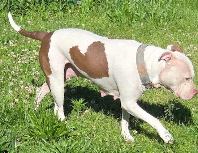 Enlarge Baby Girl, a Adoptable mixed breed in Princeton, IN image 3/3