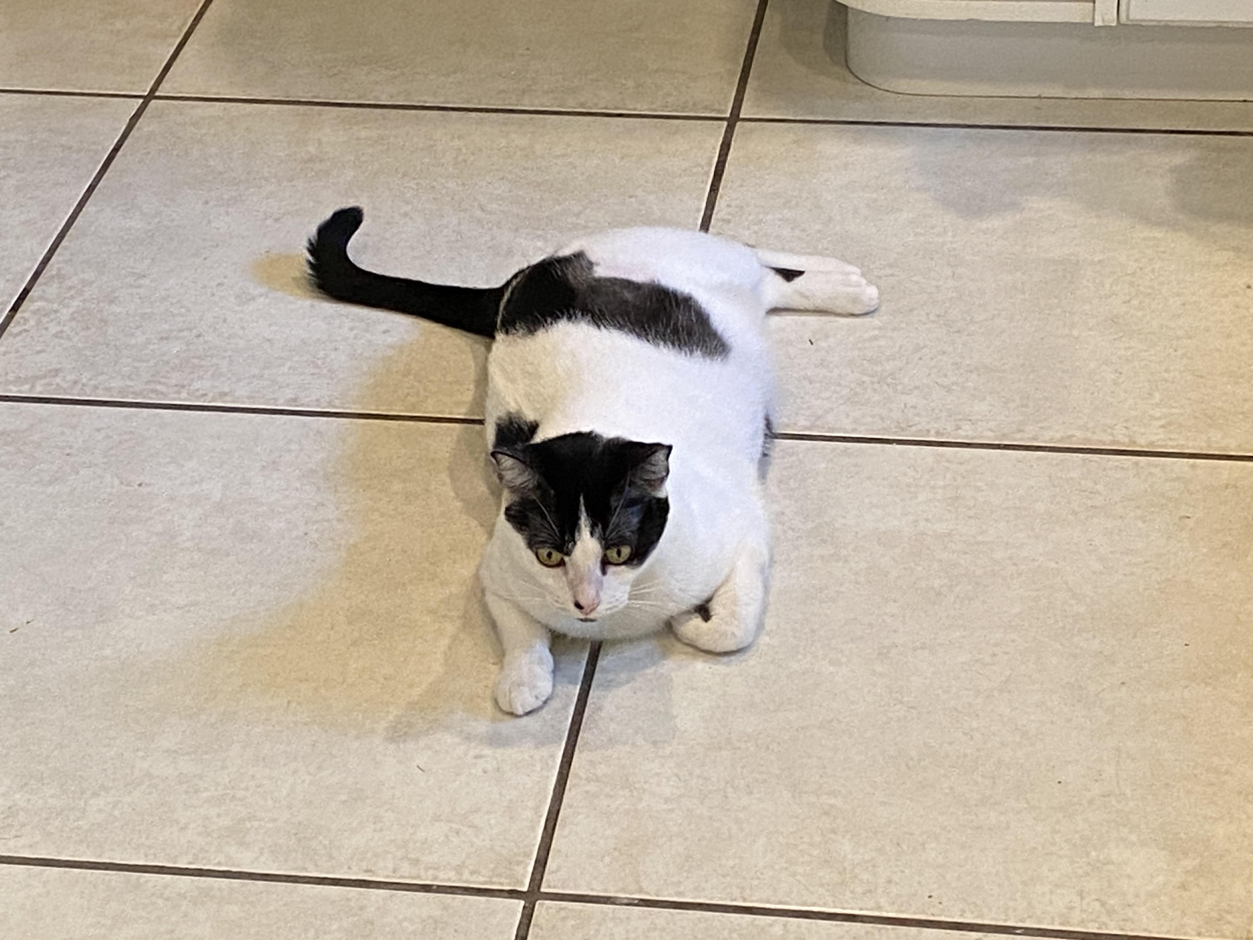 Enlarge Venus, a Adoptable Domestic Short Hair in Miami, FL image 1/2