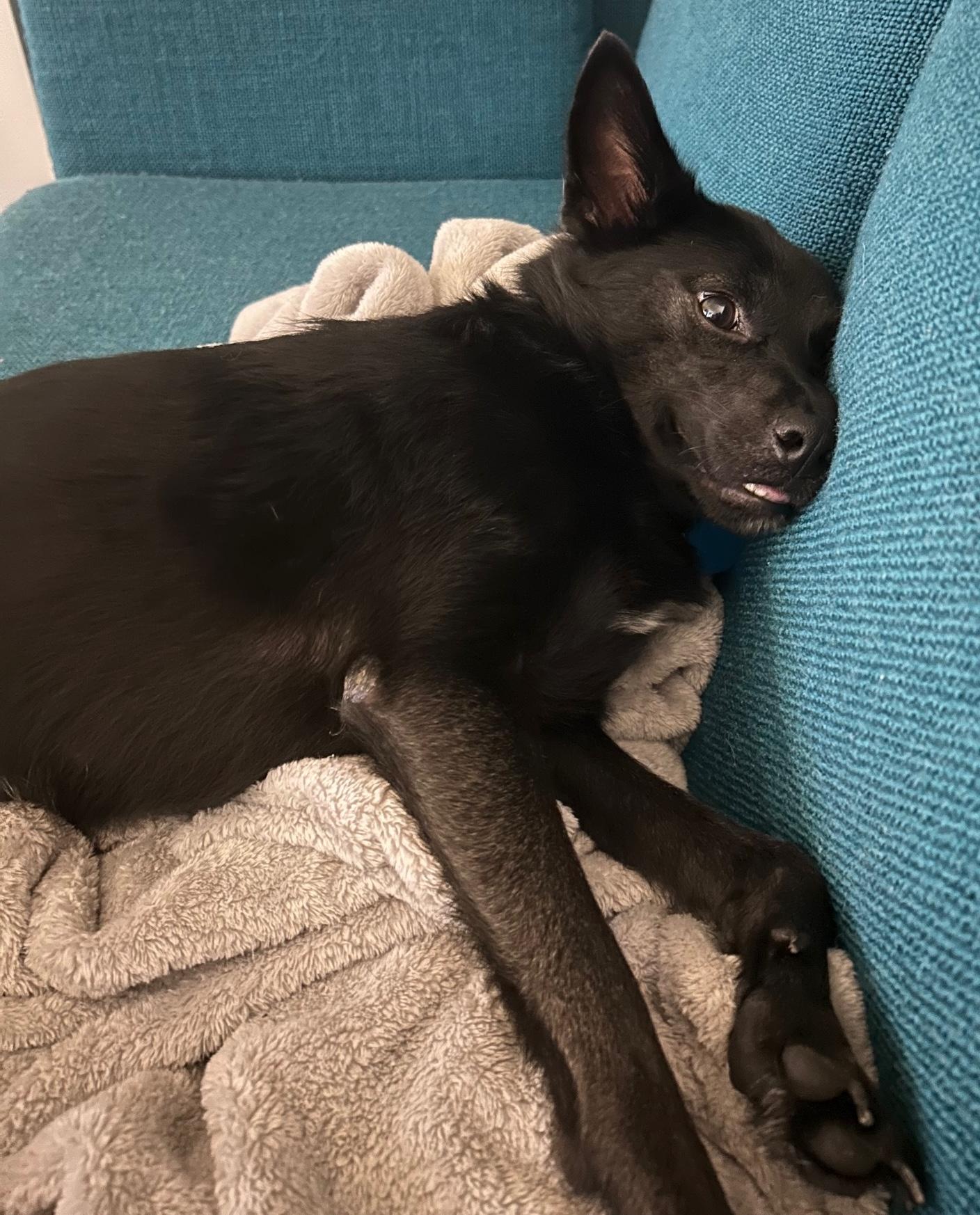 Cruella