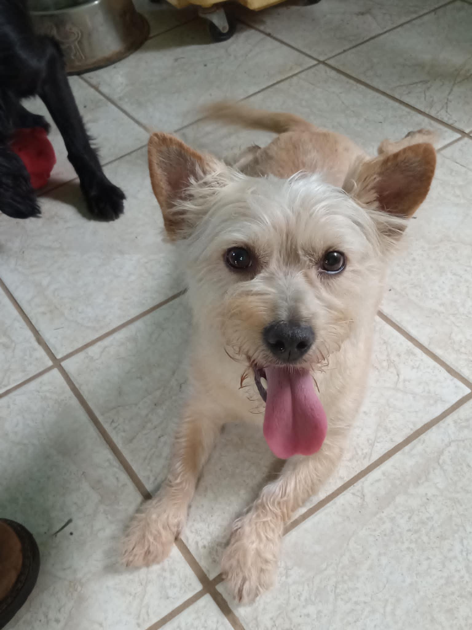 Teddy f/k/a Trooper, a Adoptable Terrier in Arlington, VA image 2/3