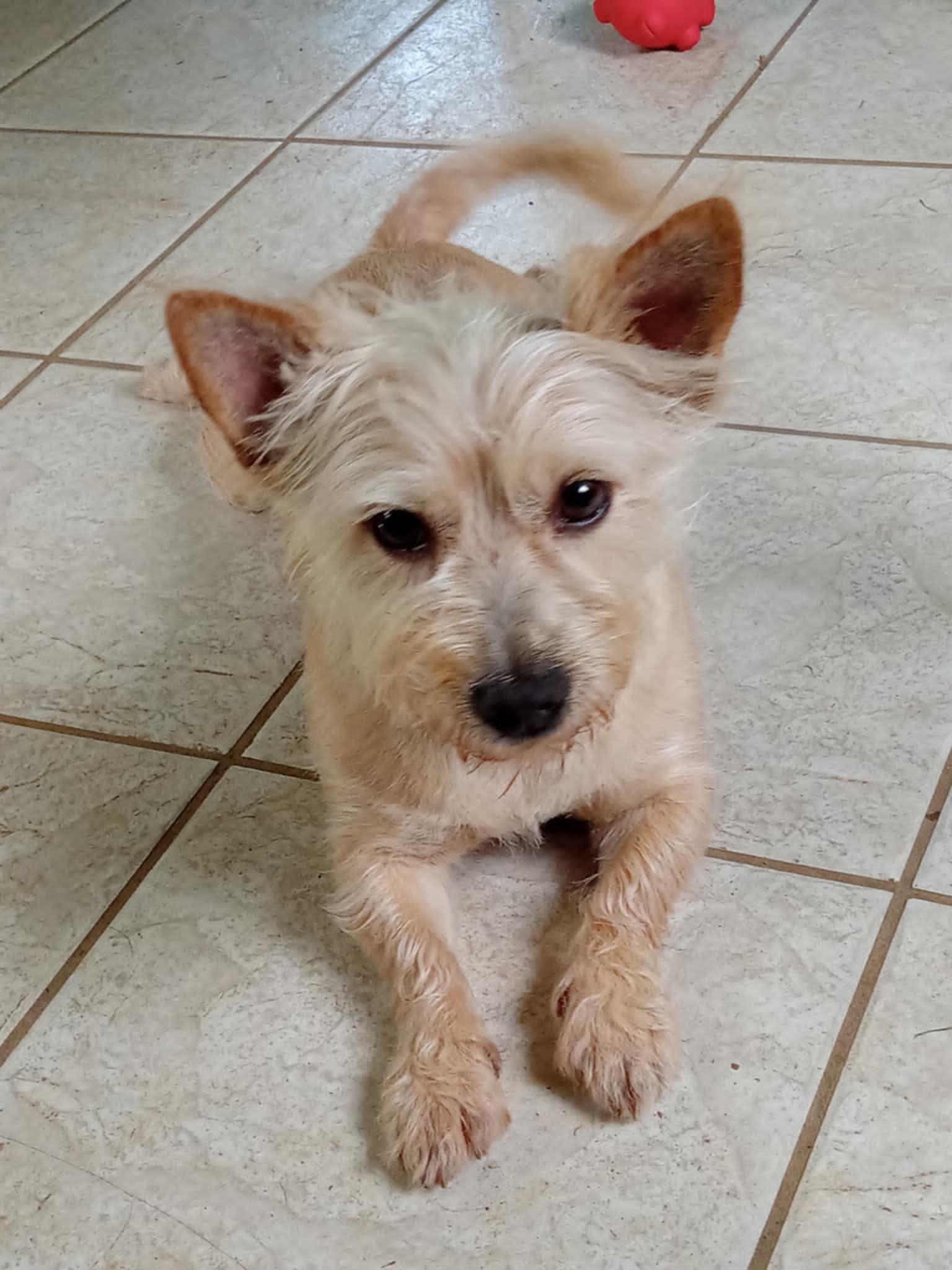 Teddy f/k/a Trooper, a Adoptable Terrier in Arlington, VA image 3/3