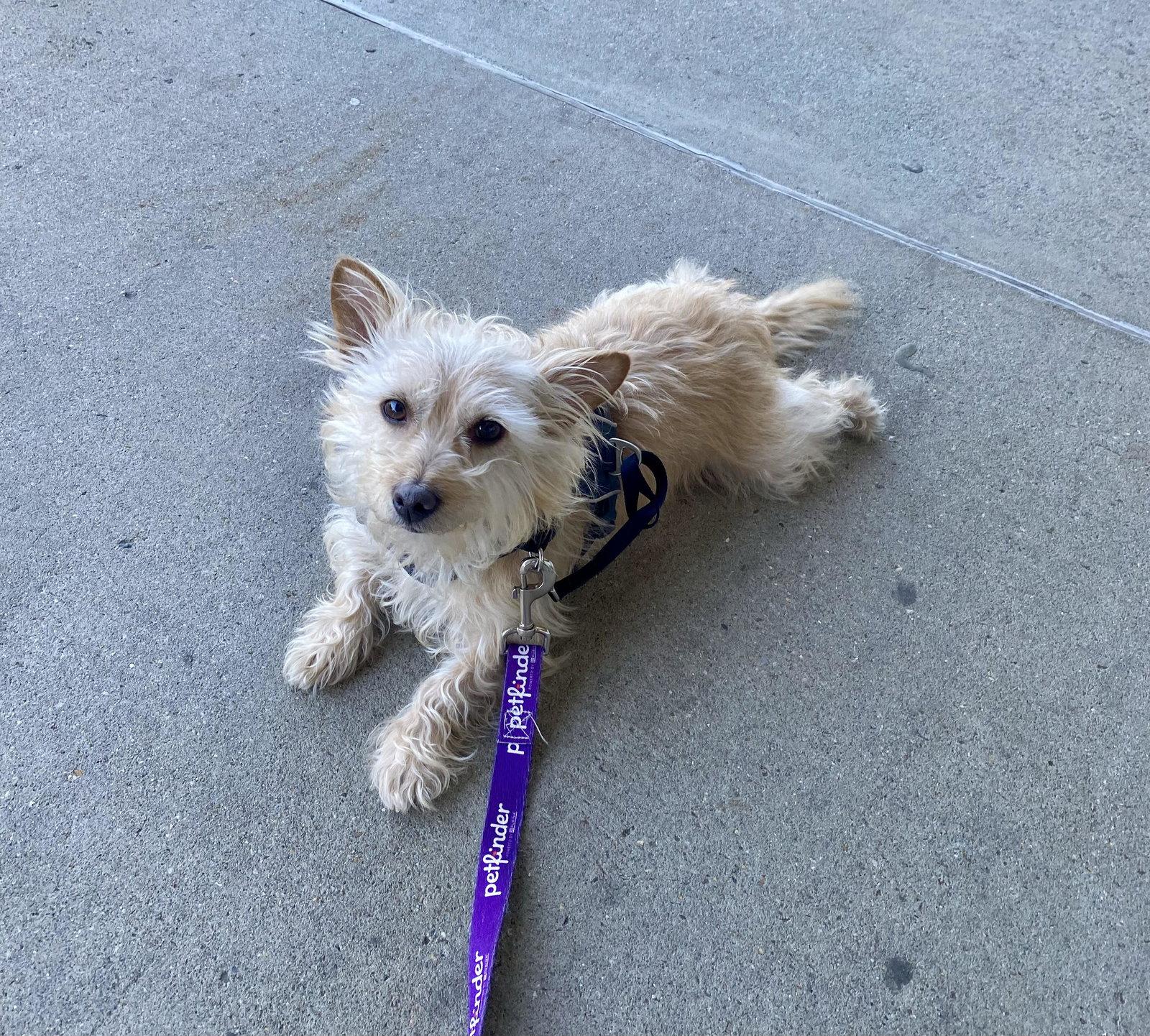 Teddy f/k/a Trooper, a Adoptable Terrier in Arlington, VA image 3/3