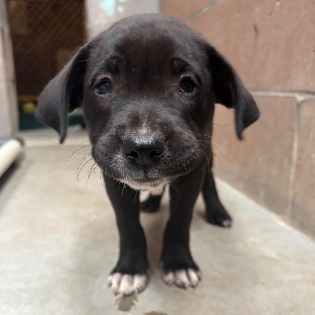 Enlarge Bijou, a Adoptable mixed breed in Santa Barbara, CA image 1/3