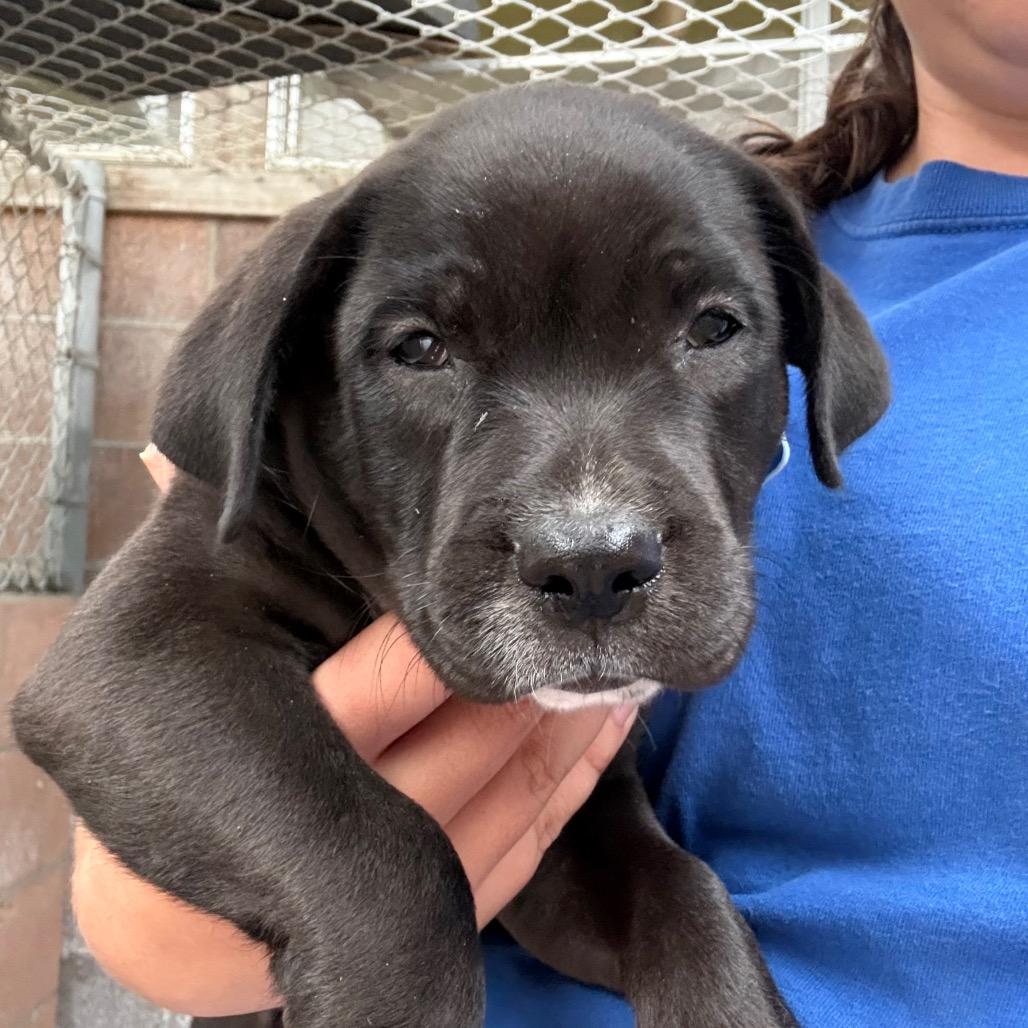 Enlarge Bijou, a Adoptable mixed breed in Santa Barbara, CA image 2/3