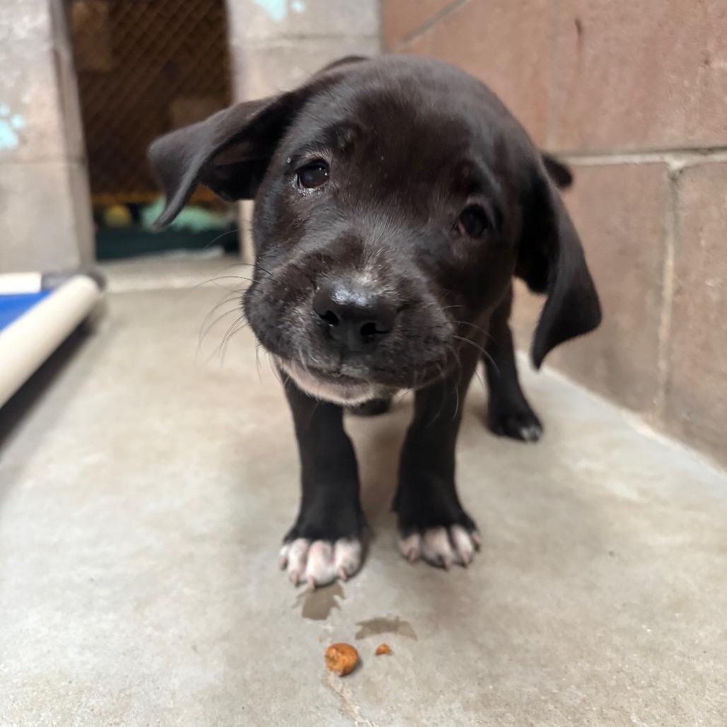 Enlarge Bijou, a Adoptable mixed breed in Santa Barbara, CA image 3/3