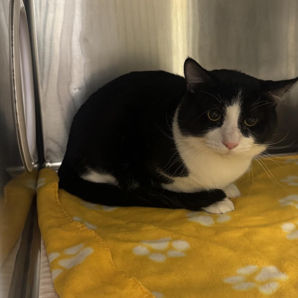 Enlarge Seitan, a Adoptable Domestic Short Hair in Murray, UT image 1/1