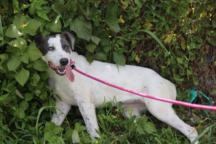 Enlarge Glimmer, a Adoptable mixed breed in Cherokee Village, AR image 2/3