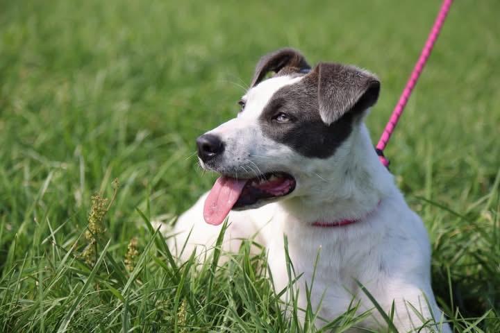 Enlarge Glimmer, a Adoptable mixed breed in Cherokee Village, AR image 3/3