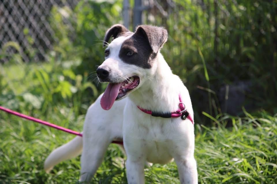 Enlarge Glimmer, a Adoptable mixed breed in Cherokee Village, AR image 1/3