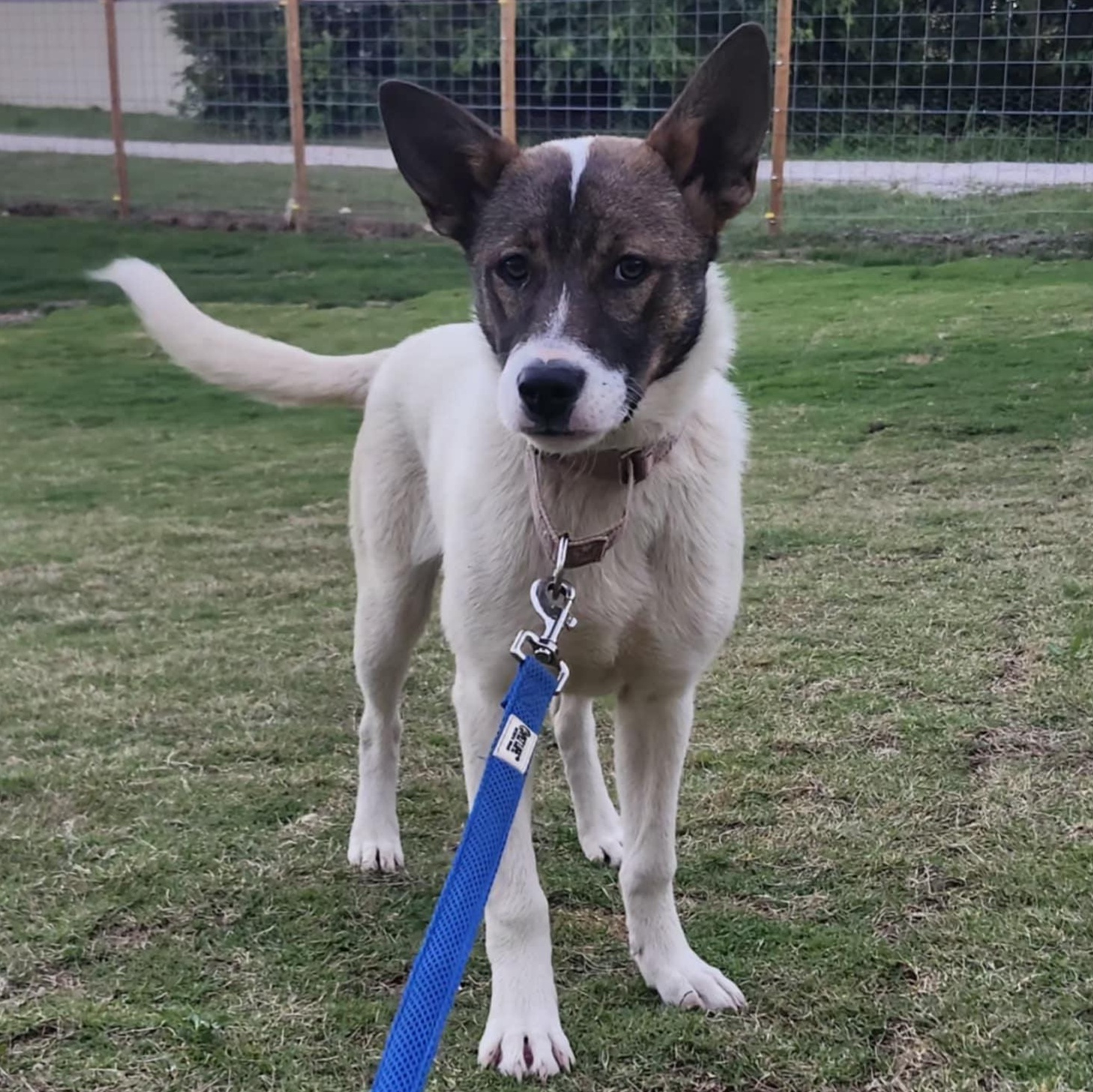 REMI, Adoptable, Young Female Akita & Australian Cattle Dog / Blue Heeler.