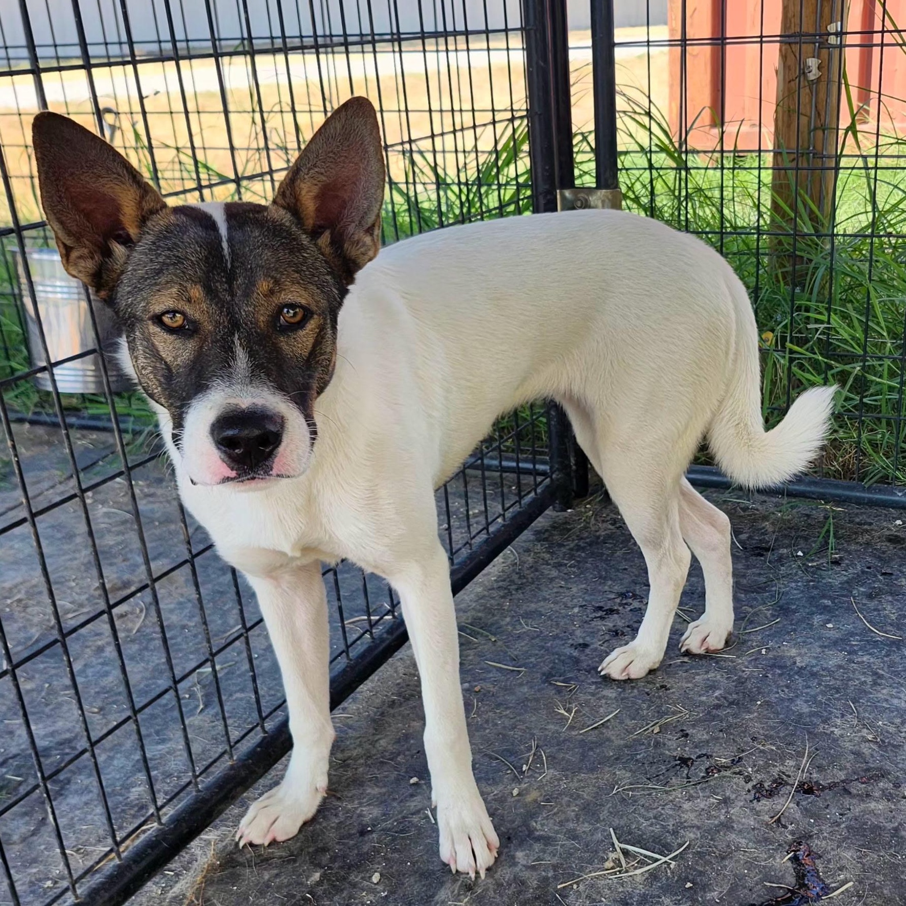 REMI, a Adoptable mixed breed in Weatherford, TX image 2/5