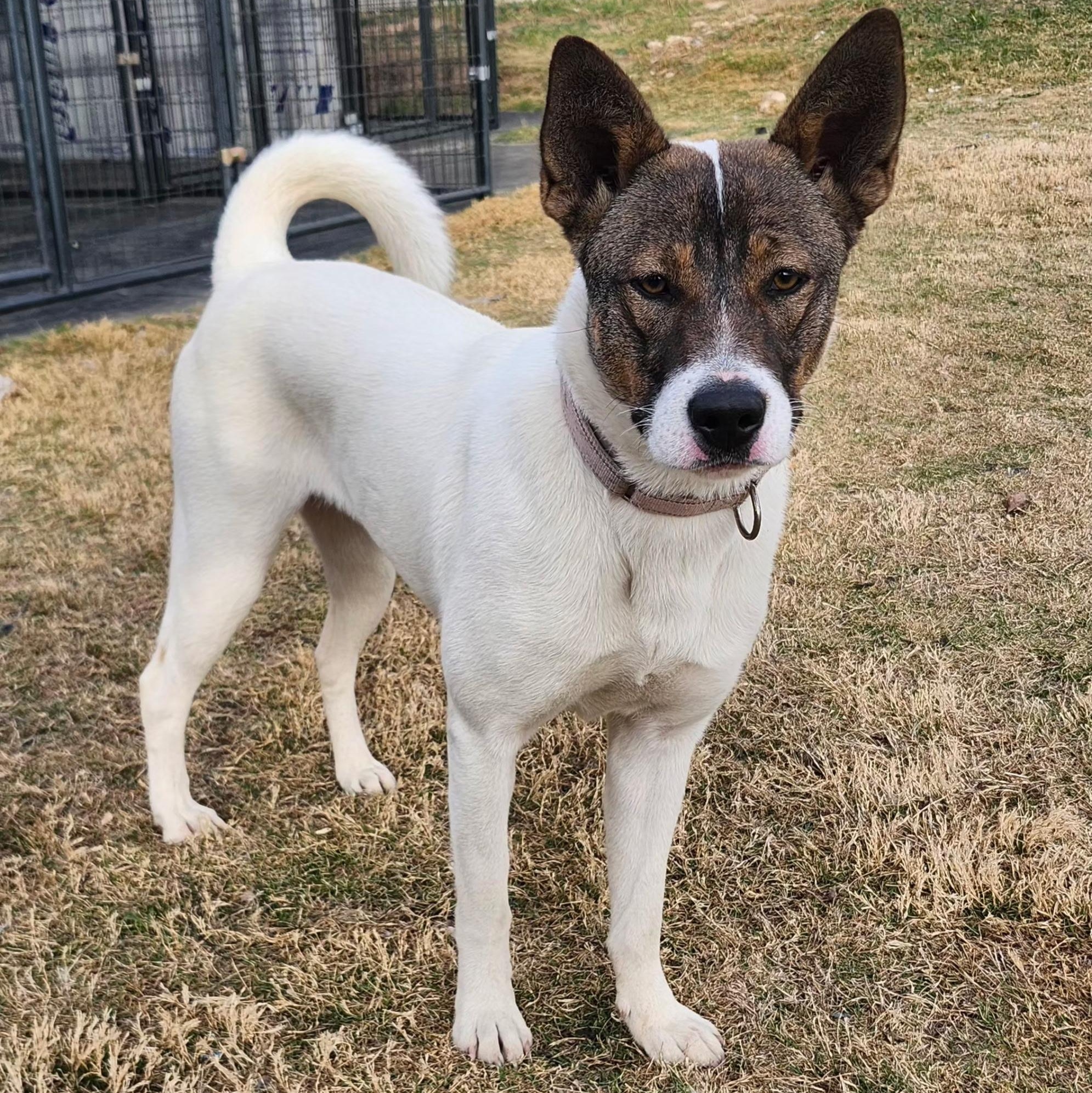 Enlarge REMI, a Adoptable mixed breed in Weatherford, TX image 2/6