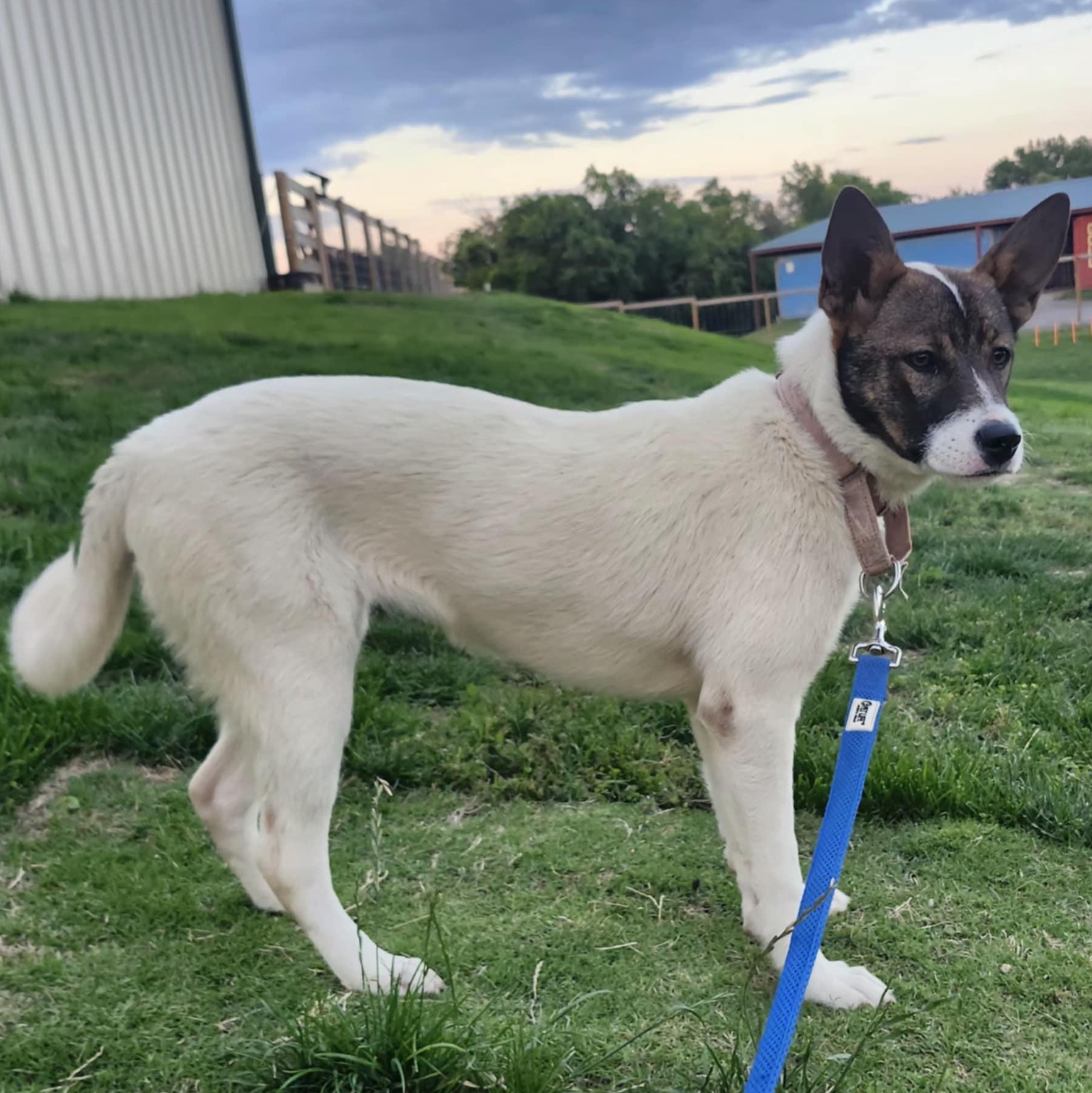 REMI, a Adoptable mixed breed in Weatherford, TX image 3/5