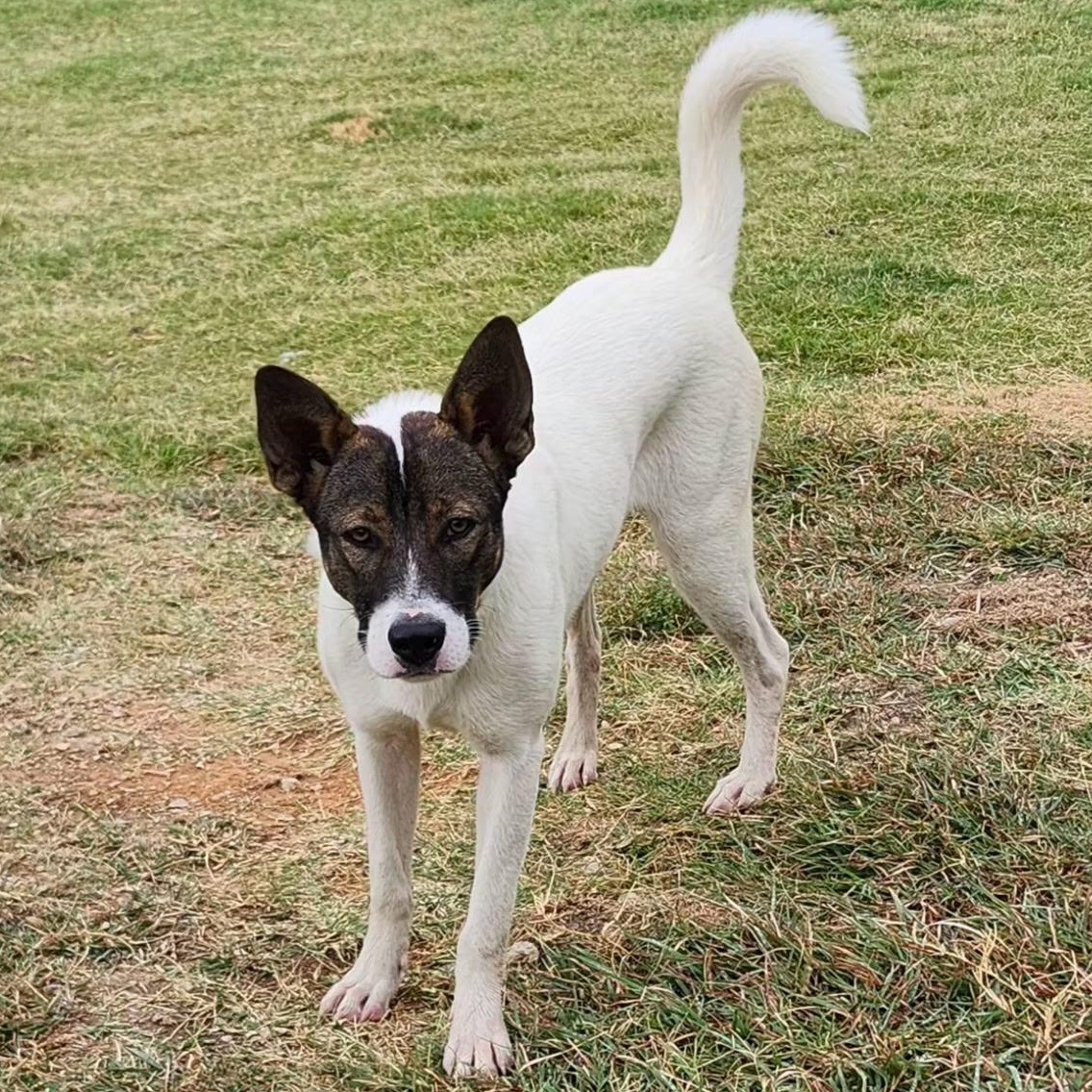 REMI, a Adoptable mixed breed in Weatherford, TX image 4/5