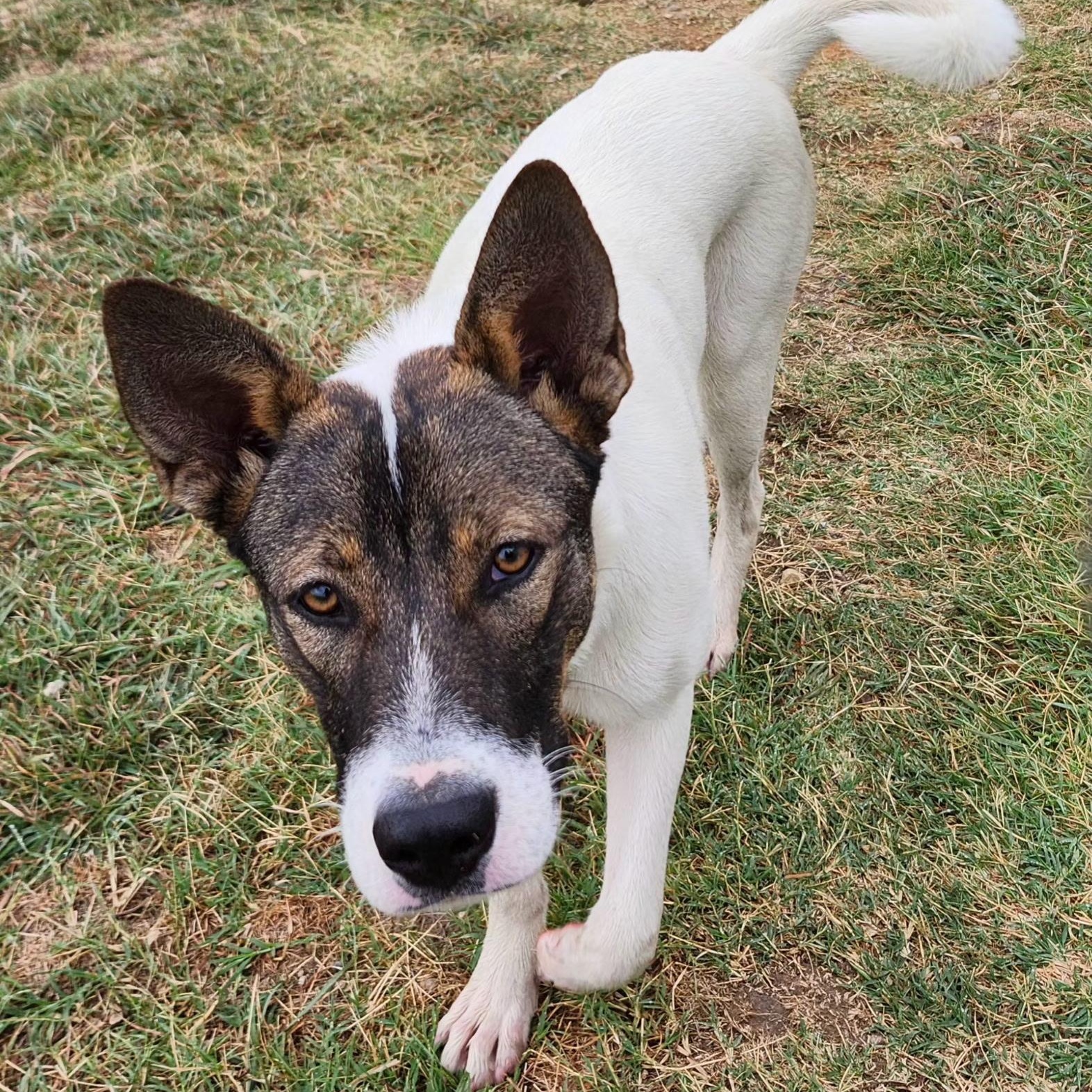 REMI, a Adoptable mixed breed in Weatherford, TX image 5/5