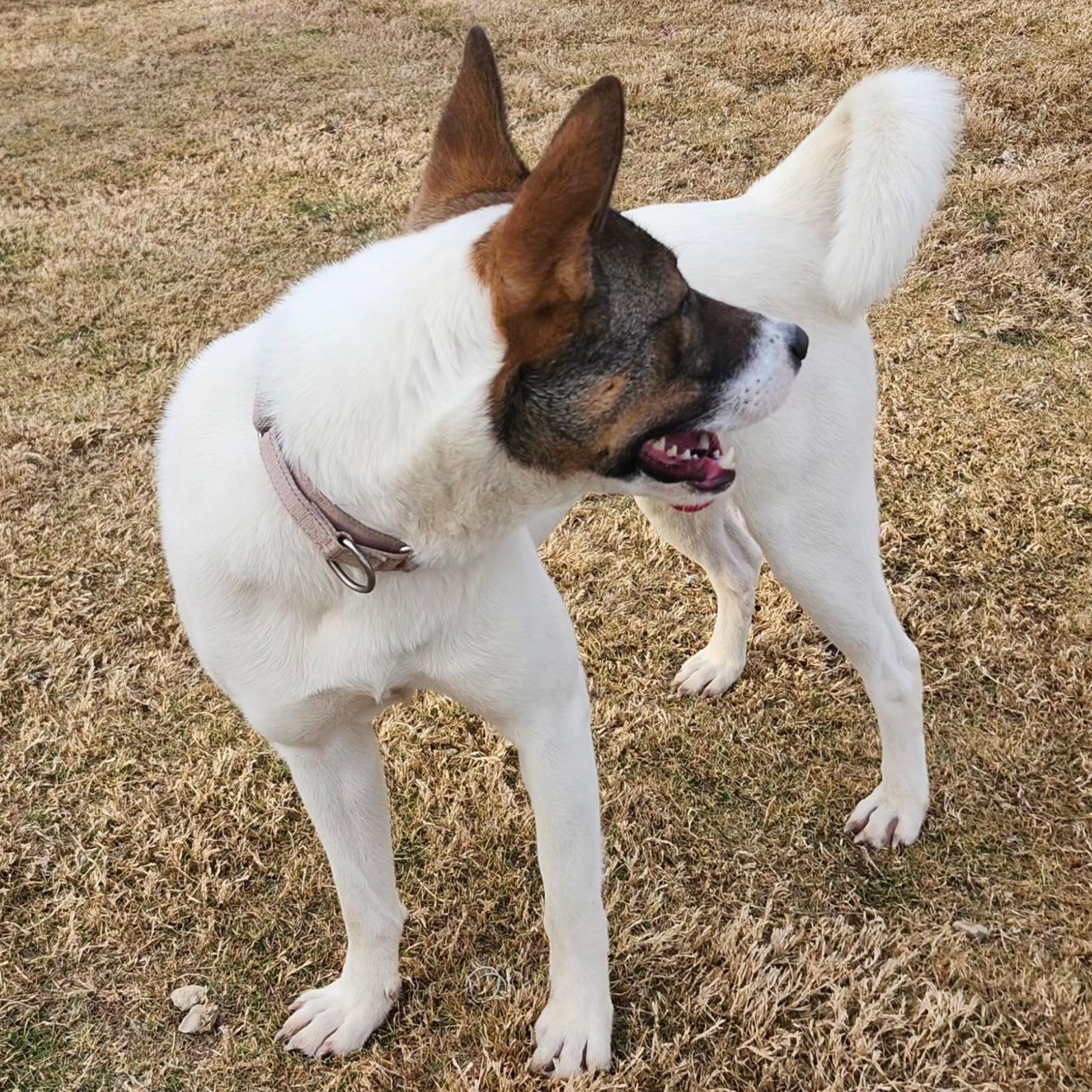 Enlarge REMI, a Adoptable mixed breed in Weatherford, TX image 3/6