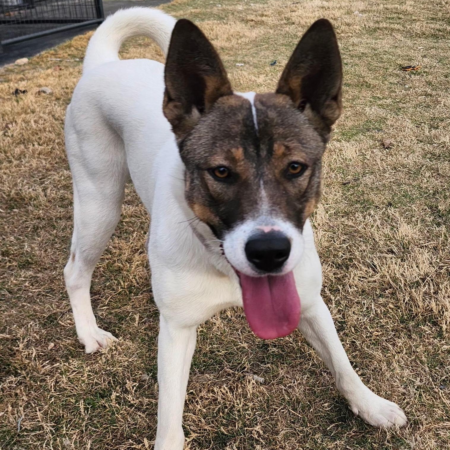 REMI, Adoptable, Young Female Akita & Australian Cattle Dog / Blue Heeler.