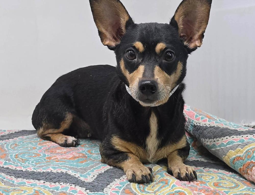Sorrel, Adoptable, Young Female Chihuahua & Dachshund.