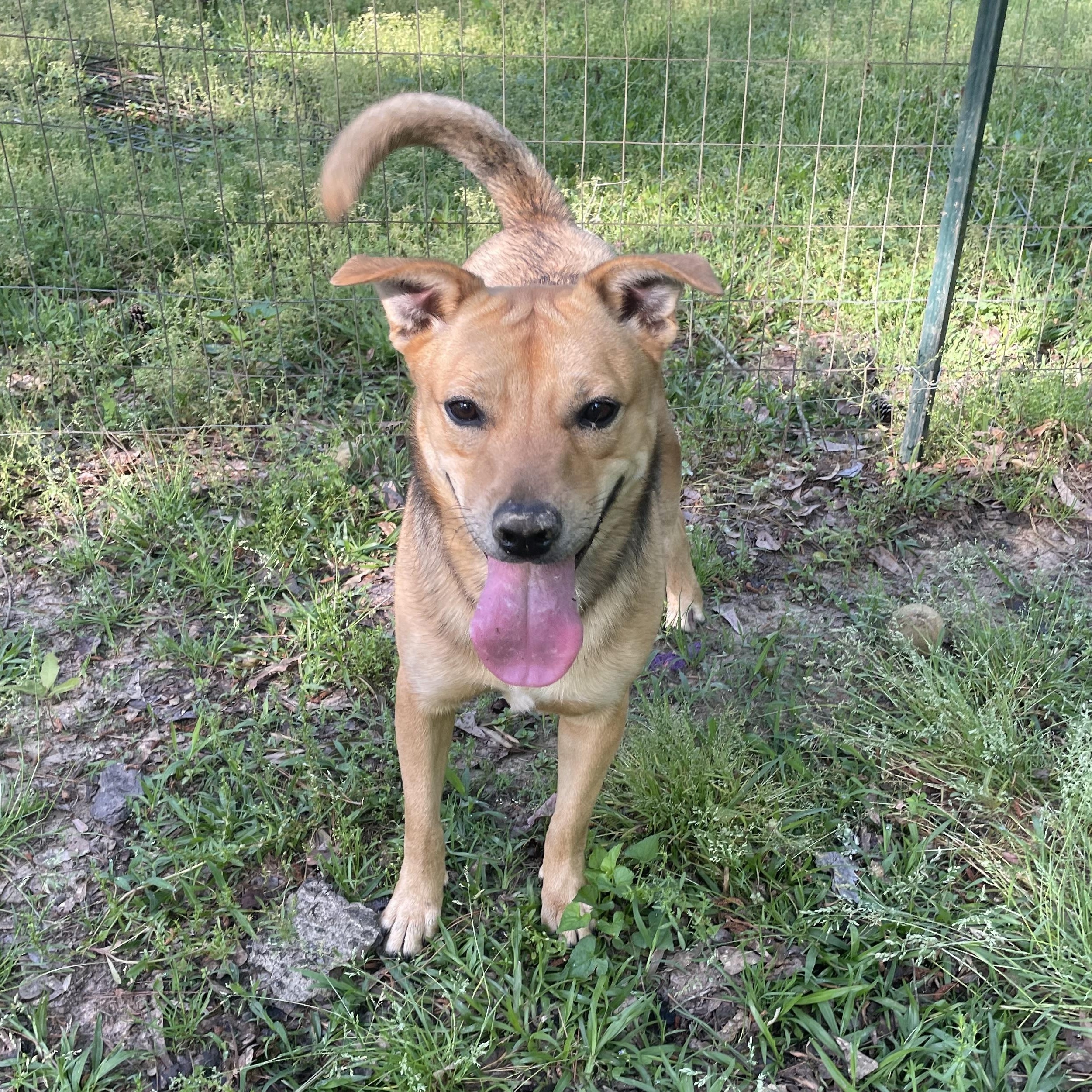 Enlarge Lola, a Adoptable Terrier in Ruston, LA image 1/5