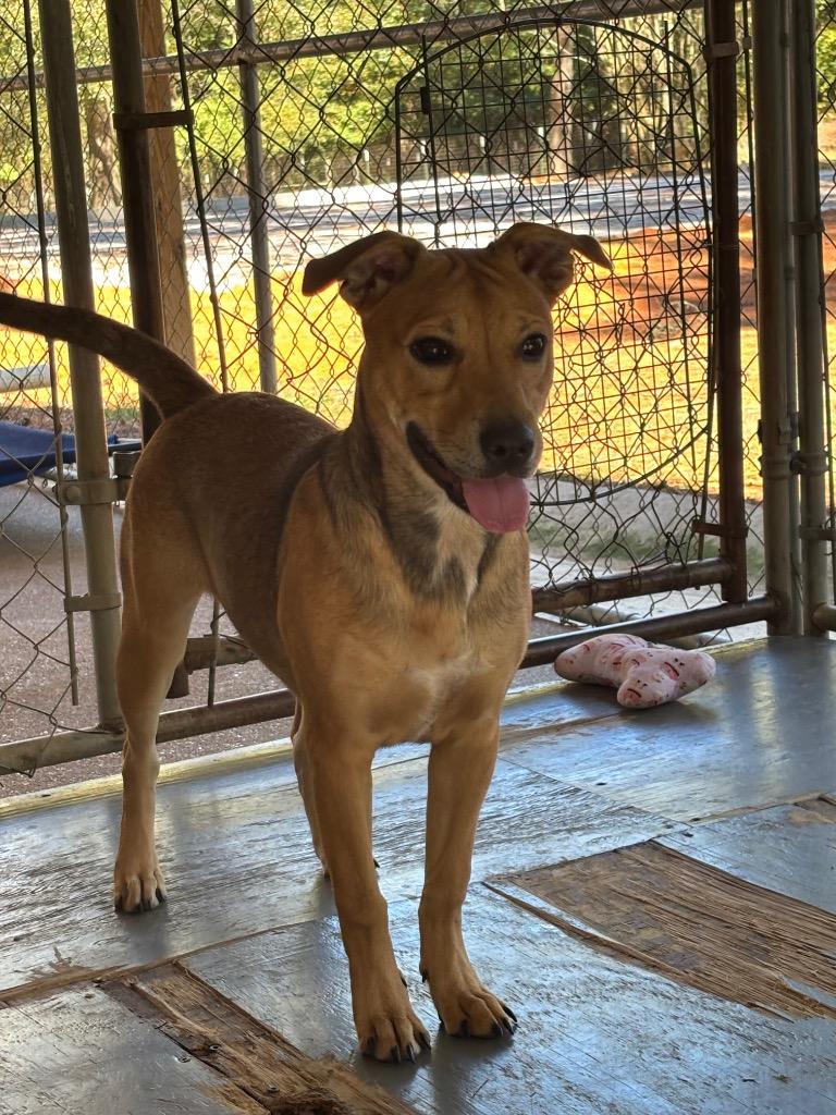 Enlarge Lola, a Adoptable Terrier in Ruston, LA image 3/3