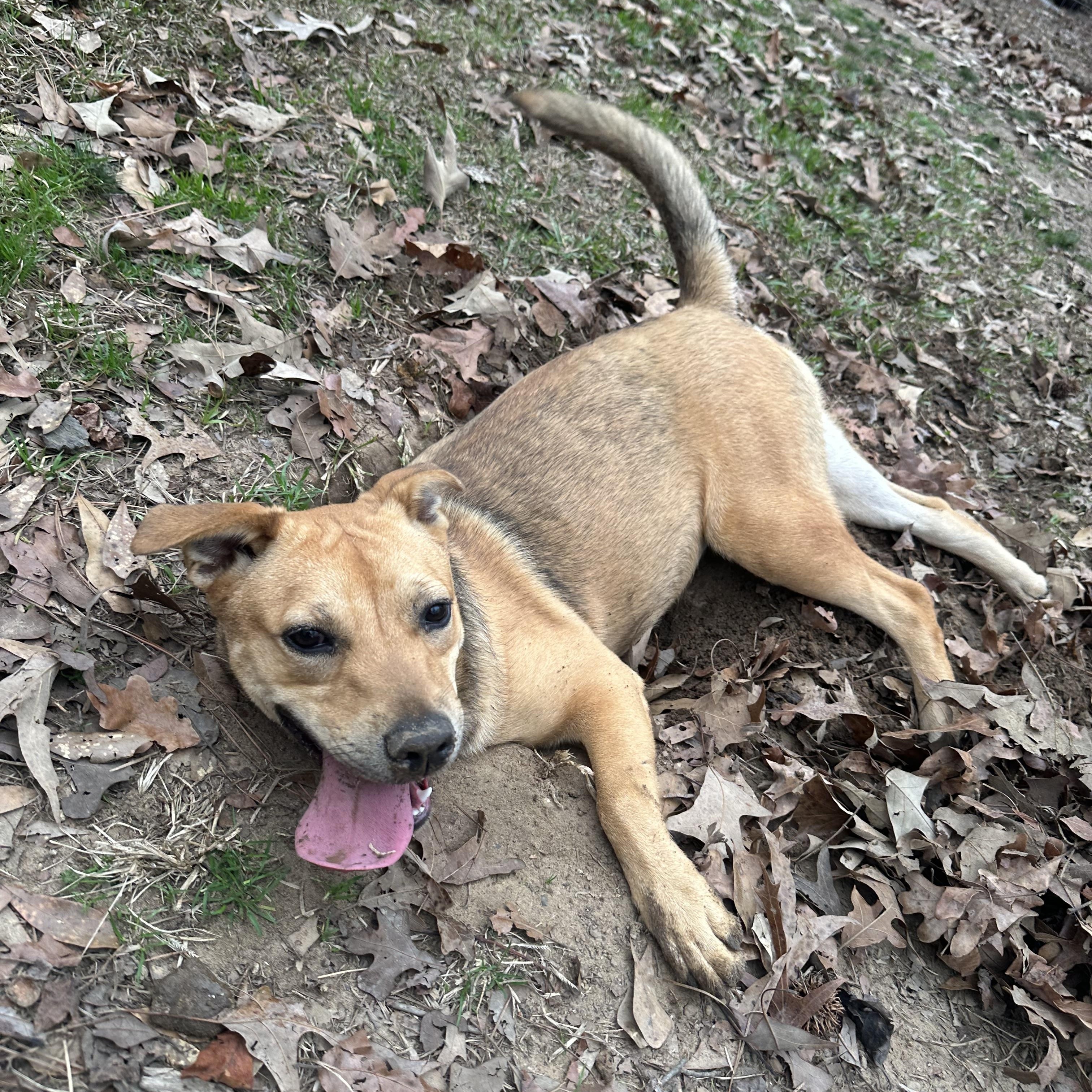 Lola, Adoptable, Young Female Terrier.