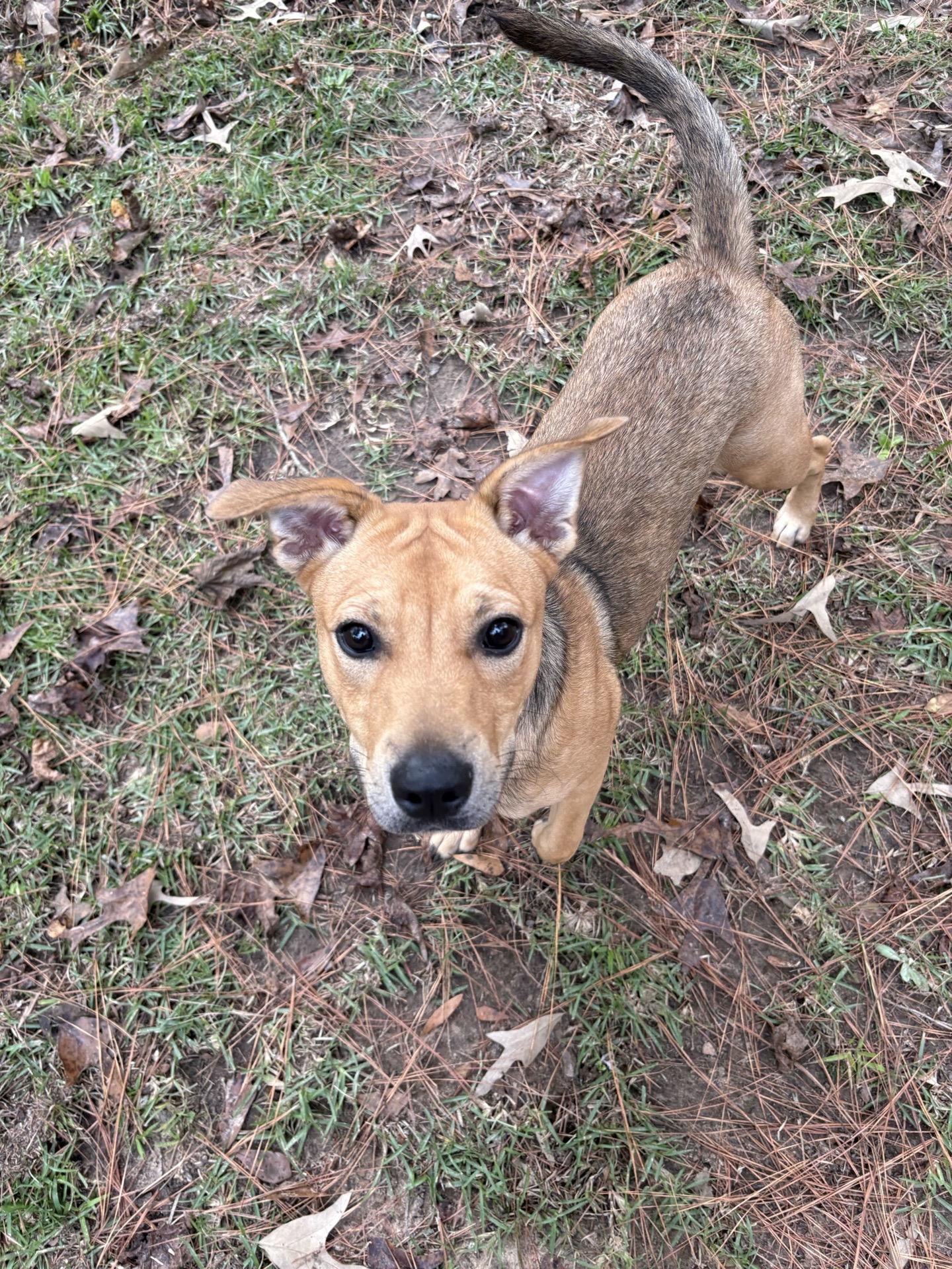 Lola, Adoptable, Young Female Terrier.