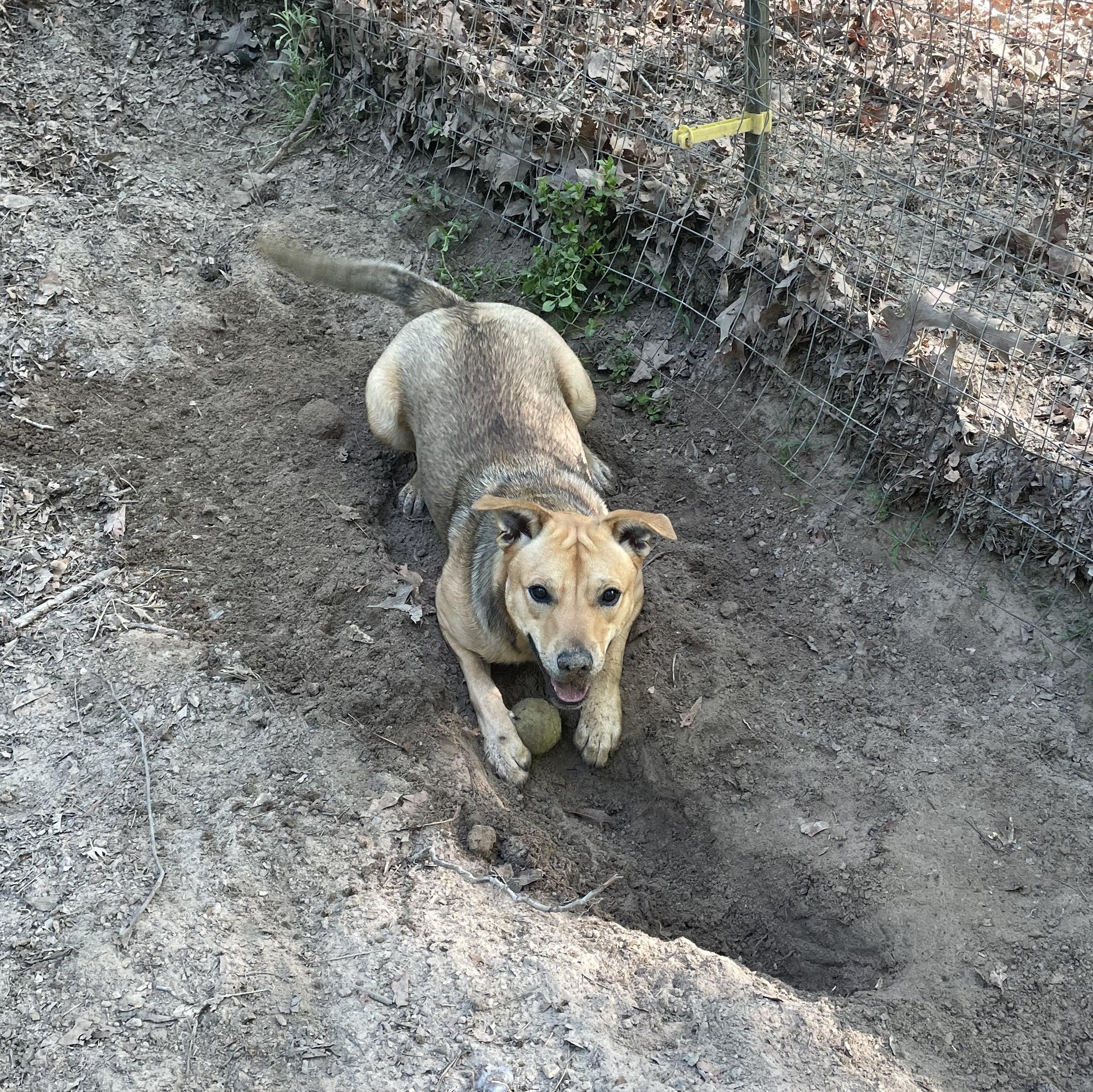 Enlarge Lola, a Adoptable Terrier in Ruston, LA image 2/5