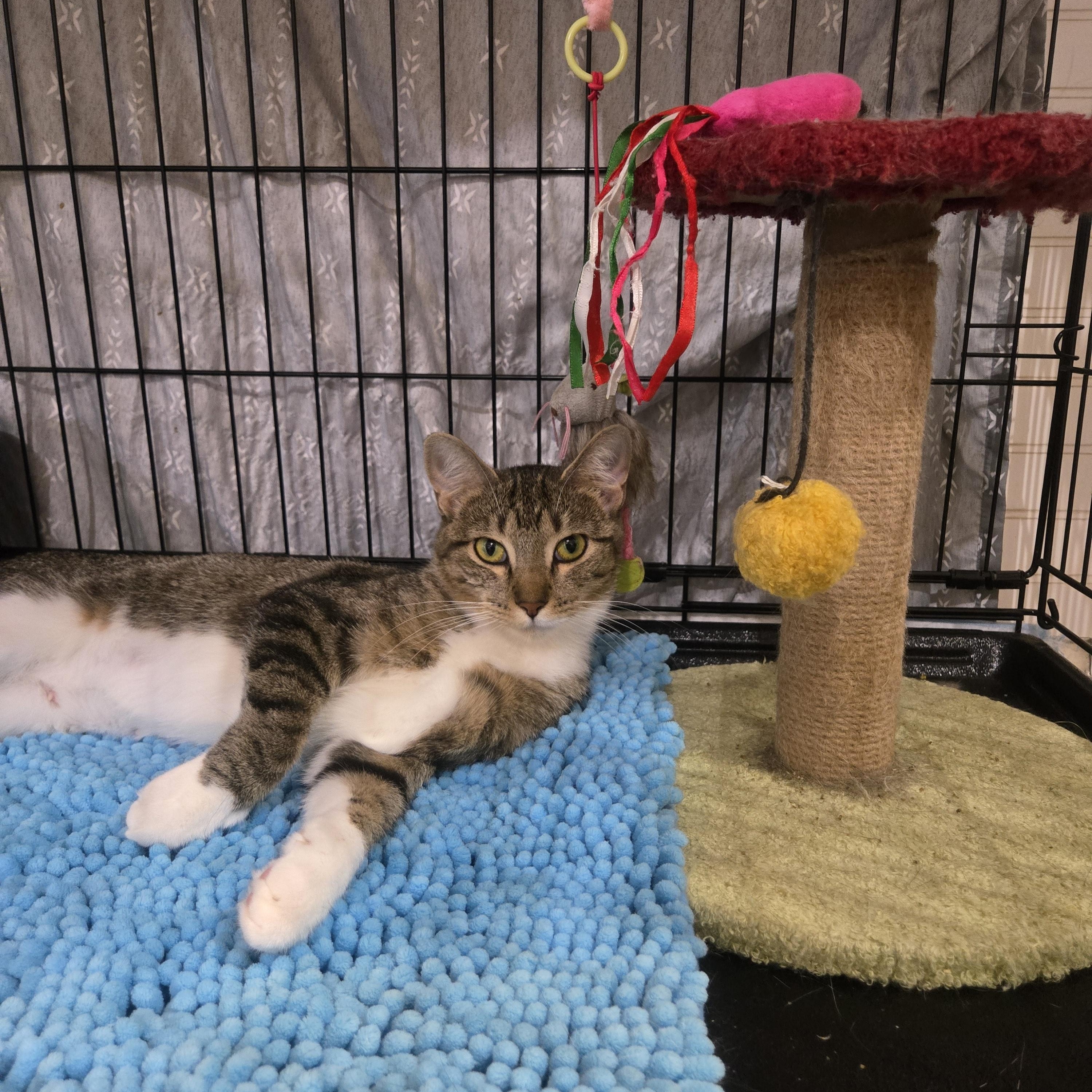 Enlarge Terra, a Adoptable Domestic Short Hair in Reeseville, WI image 2/5