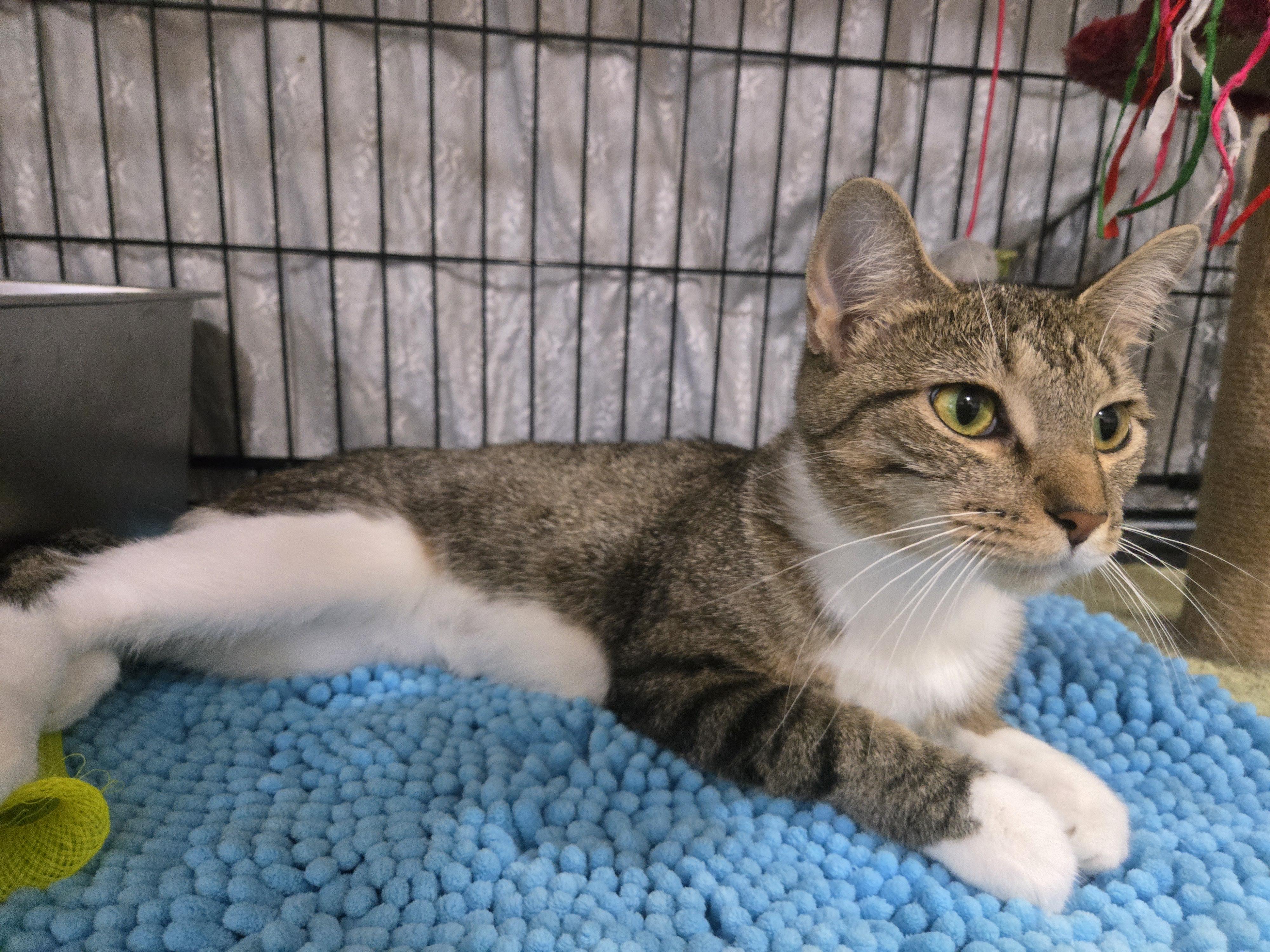 Enlarge Terra, a Adoptable Domestic Short Hair in Reeseville, WI image 3/5