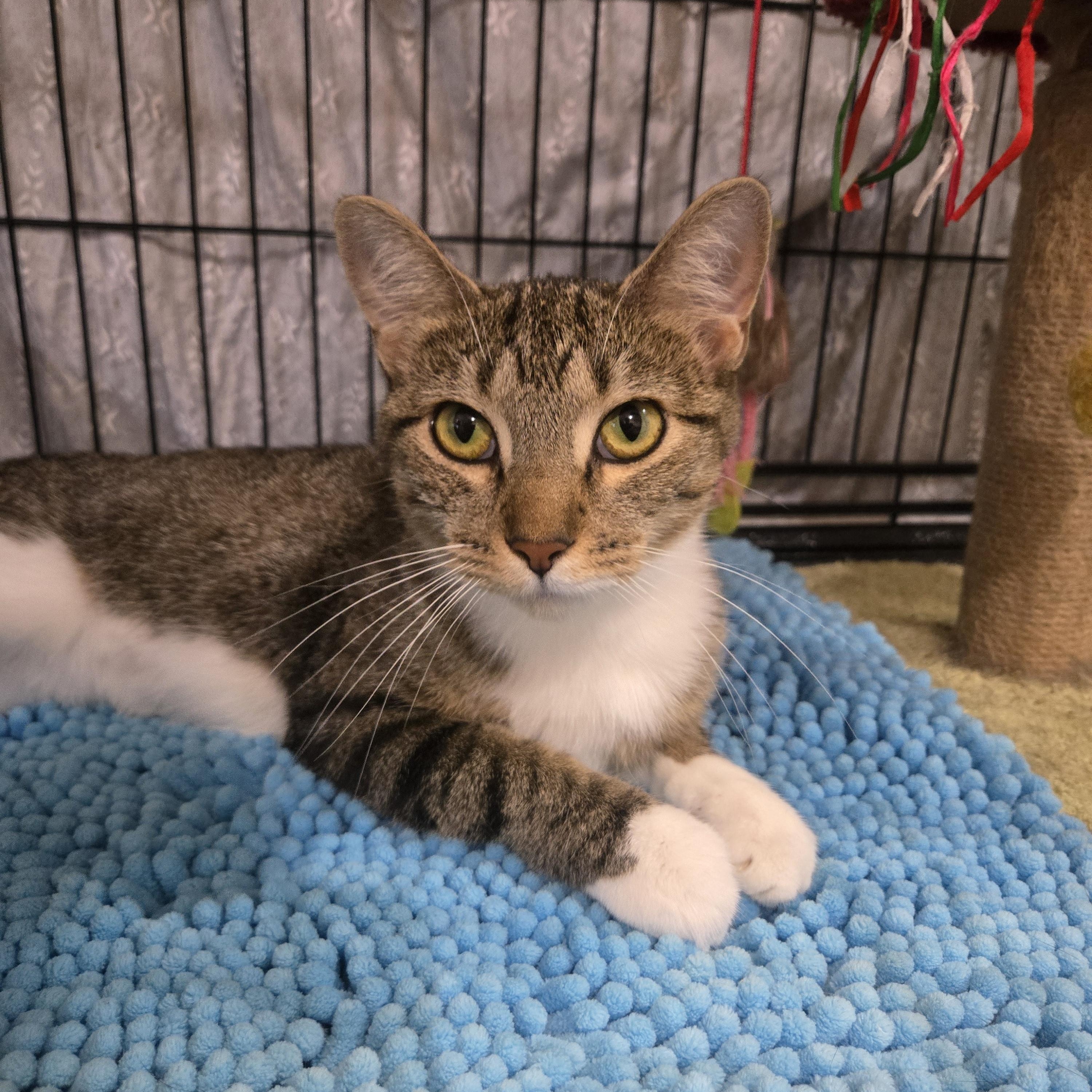 Enlarge Terra, a Adoptable Domestic Short Hair in Reeseville, WI image 5/5