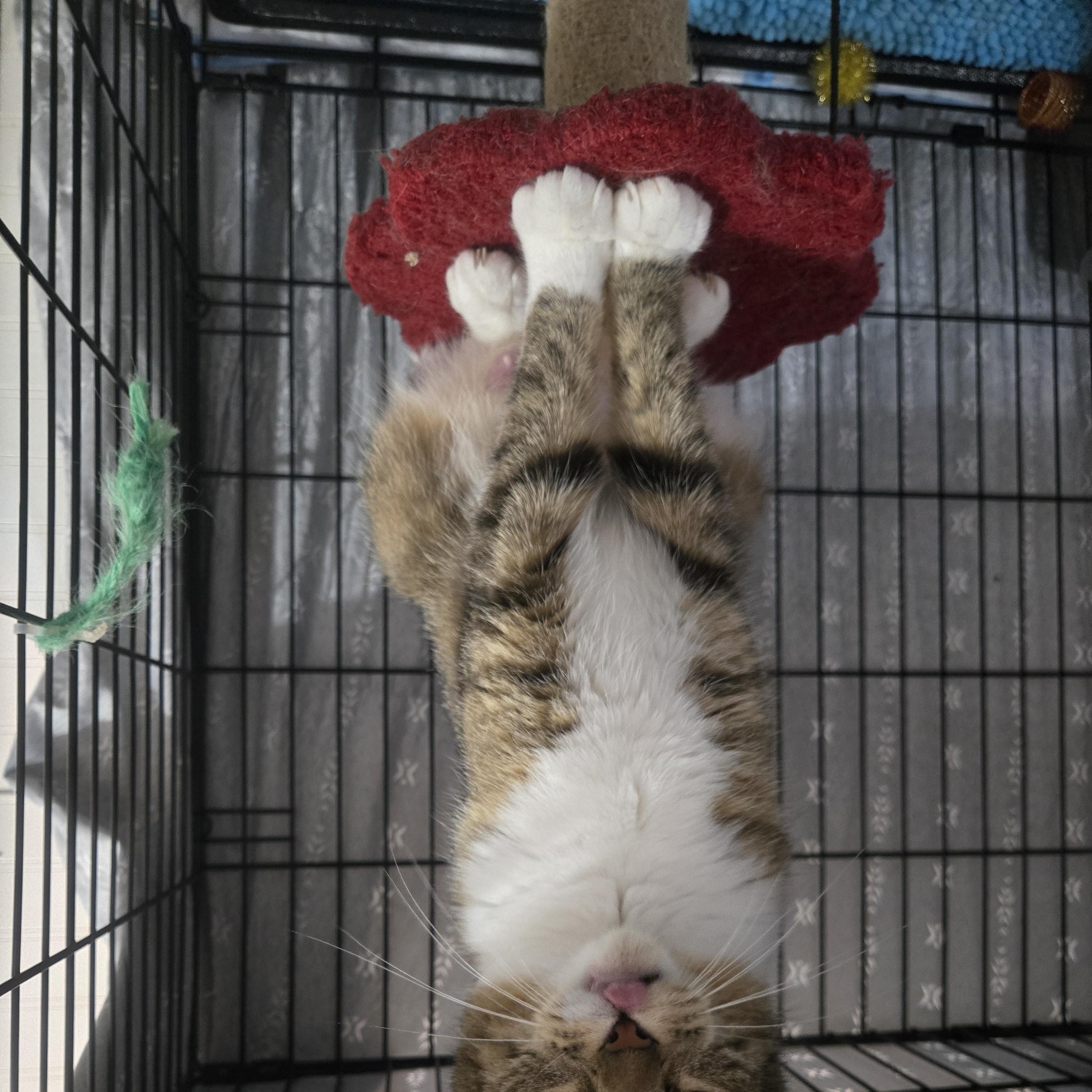 Enlarge Terra, a Adoptable Domestic Short Hair in Reeseville, WI image 4/5