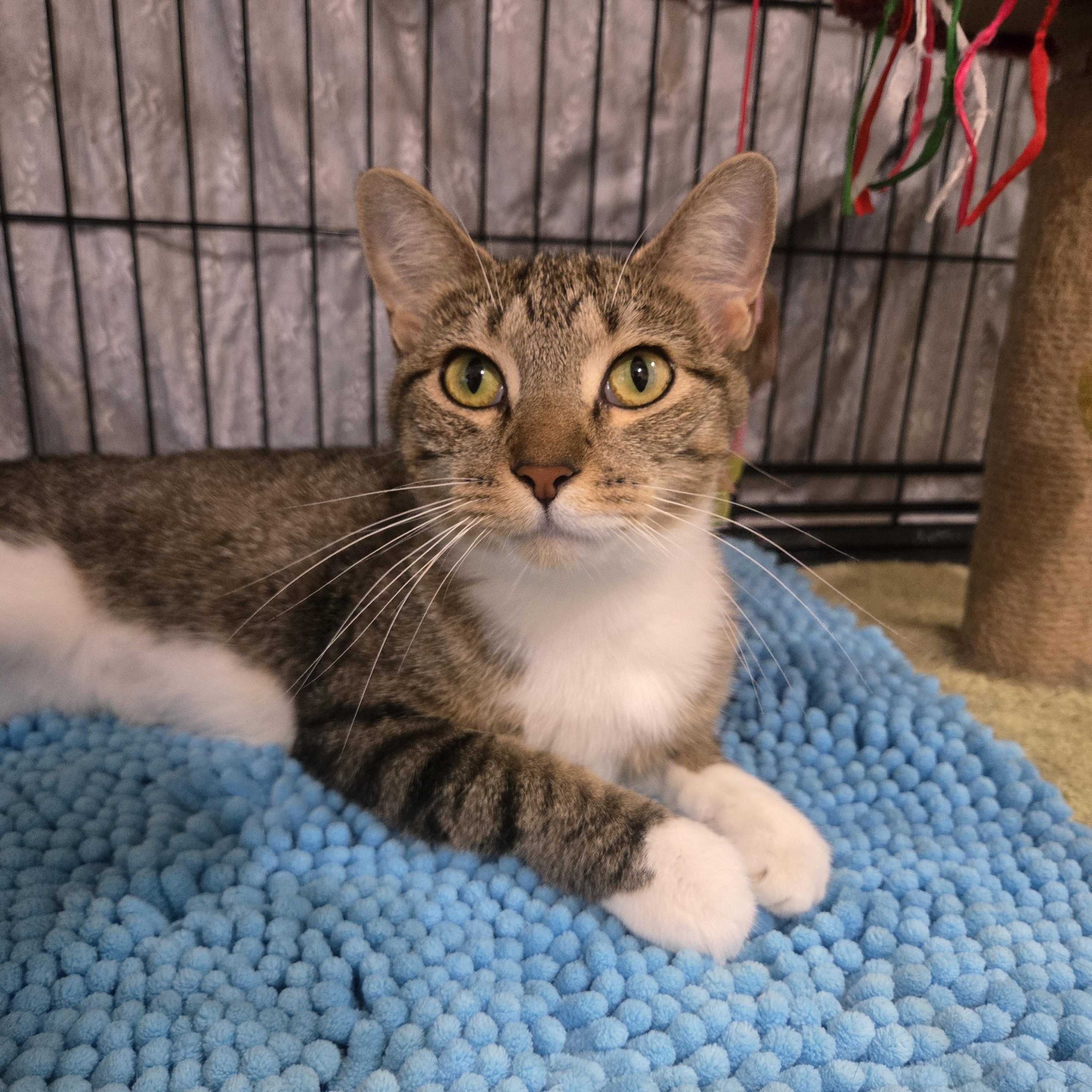 Terra, Adoptable, Adult Female Domestic Short Hair.