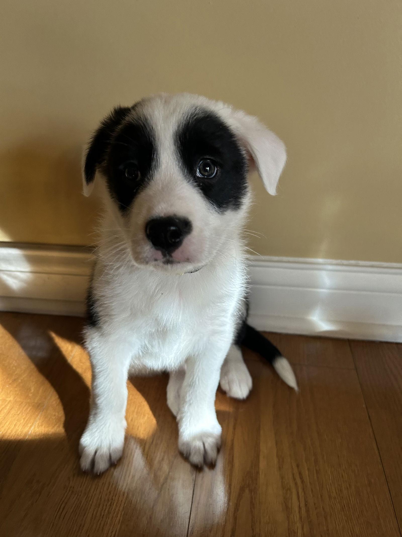 Cammie, Adoptable, Puppy Female Labrador Retriever & Collie.