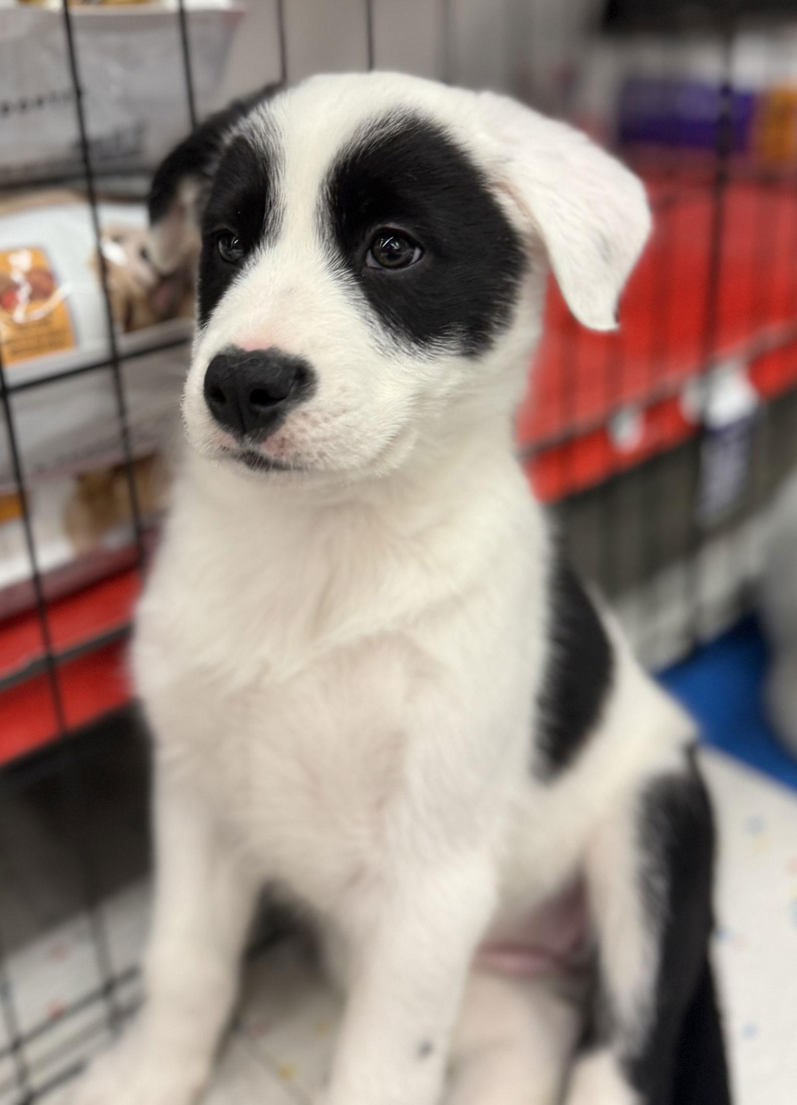 Cammie, Adoptable, Puppy Female Labrador Retriever & Collie.