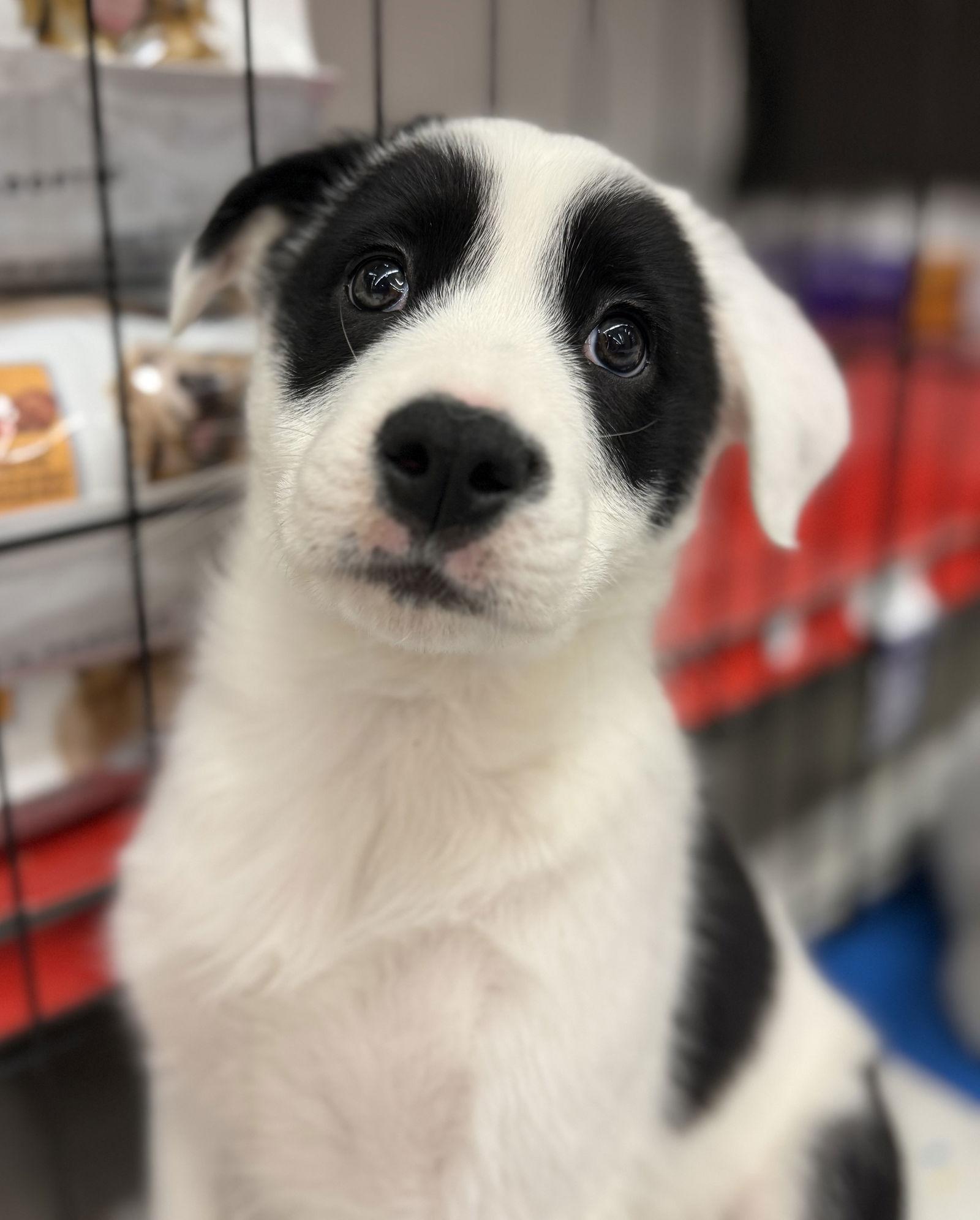 Enlarge Cammie, a Adopted mixed breed in Hillside, IL image 2/3