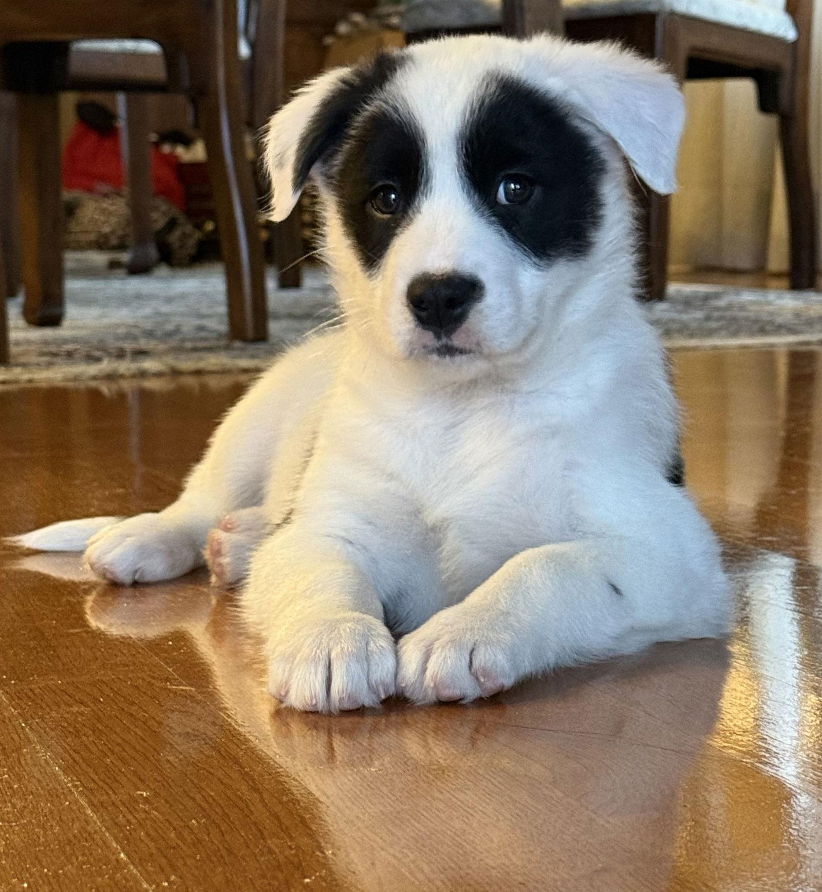 Enlarge Cammie, a Adoptable mixed breed in Hillside, IL image 3/3