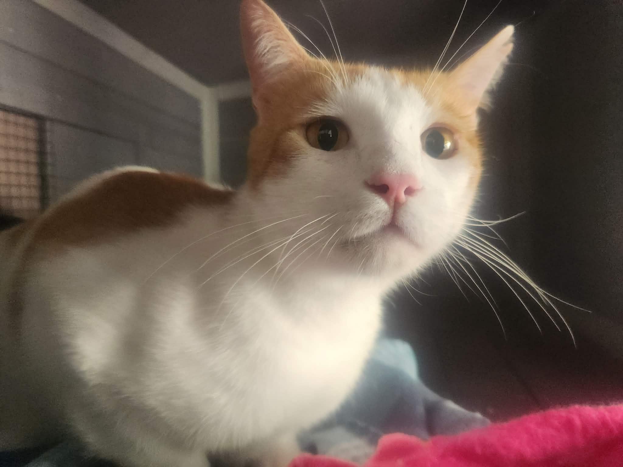Enlarge Fred (AG), a ADOPTABLE Domestic Short Hair in Simpsonville, SC image 2/3