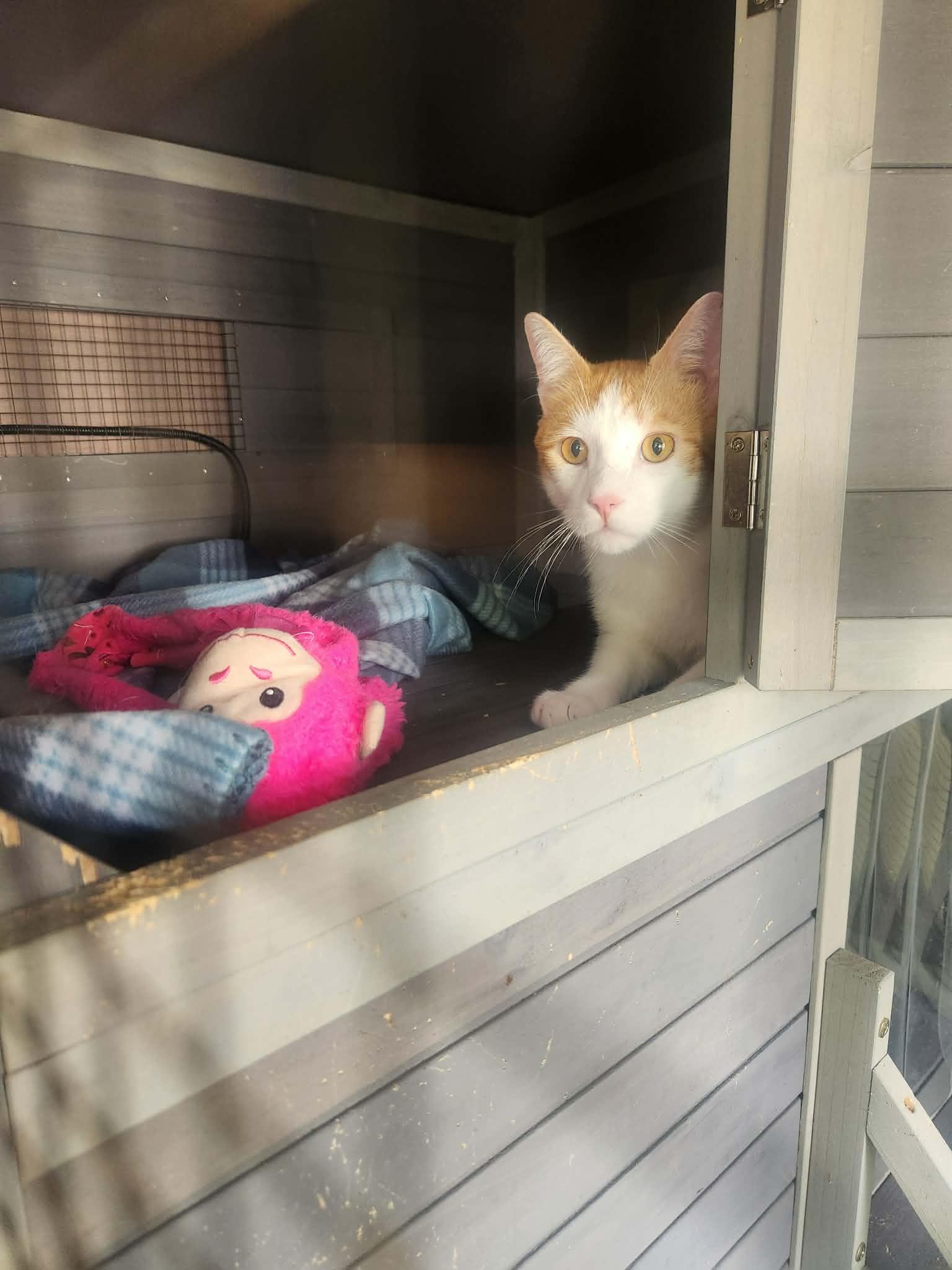 Enlarge Fred (AG), a ADOPTABLE Domestic Short Hair in Simpsonville, SC image 3/3