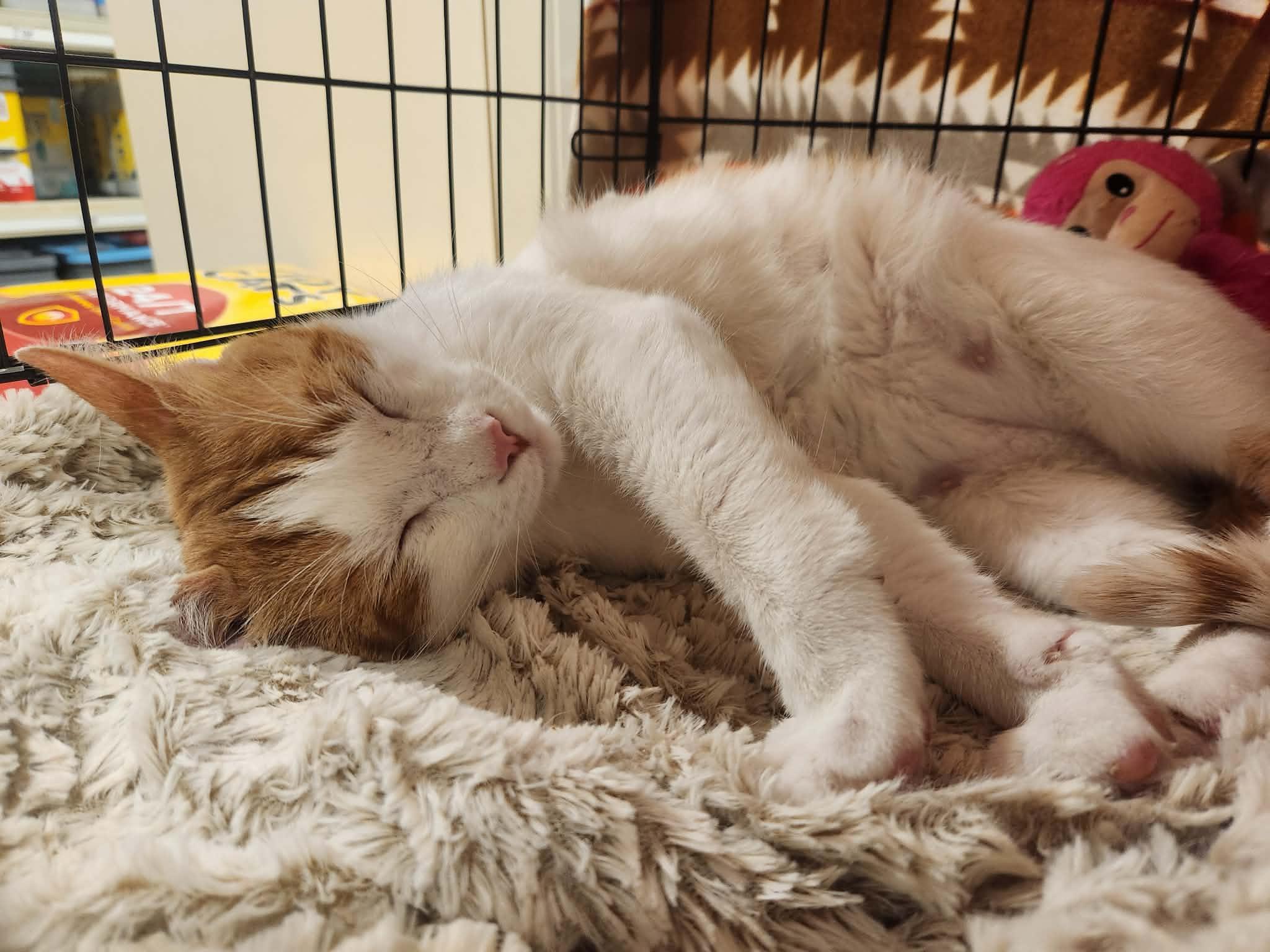 Fred (AG), ADOPTABLE, Adult Male Domestic Short Hair.