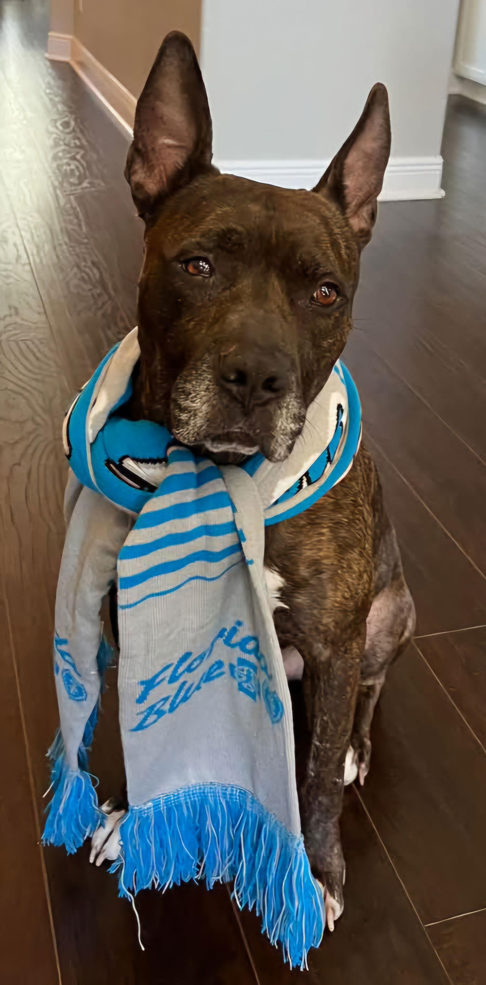 Meatball - M, Adoptable, Adult Male Cane Corso.