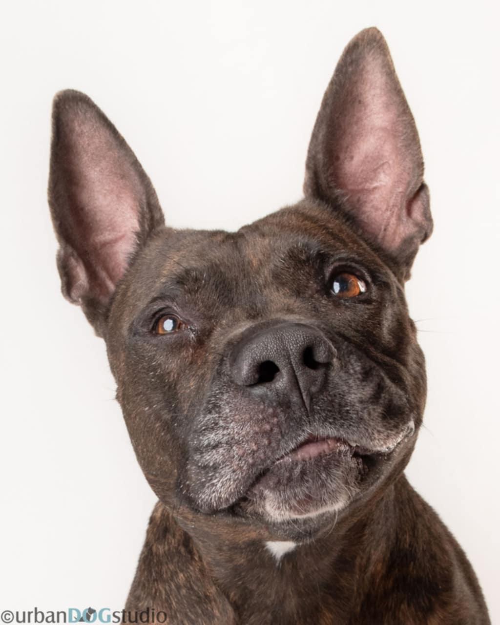 Enlarge Meatball - M, a Adoptable Cane Corso in Tampa, FL image 2/3