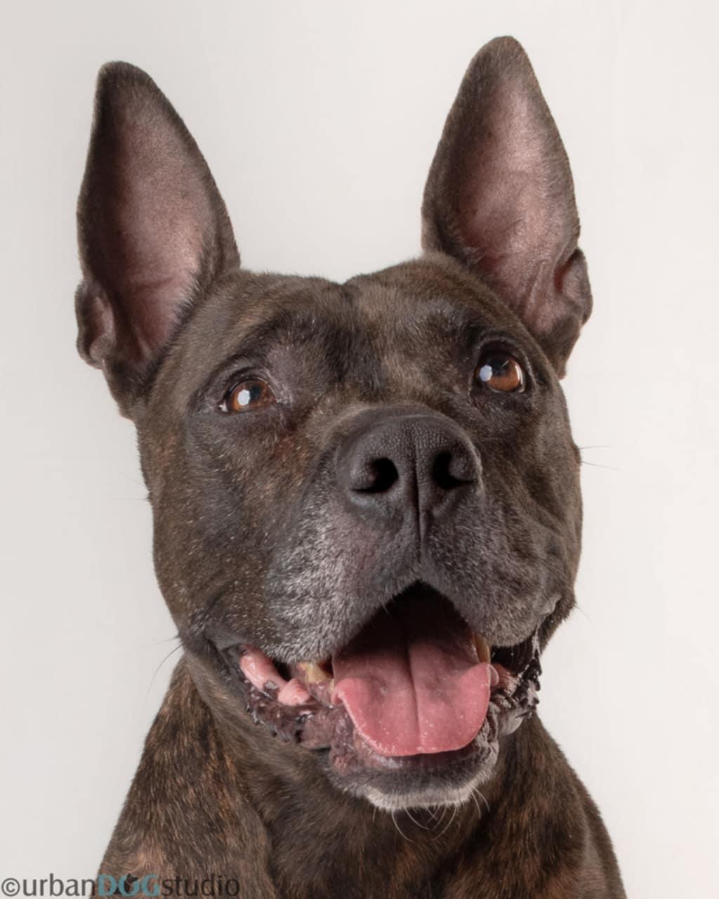 Enlarge Meatball - M, a Adoptable Cane Corso in Tampa, FL image 3/3