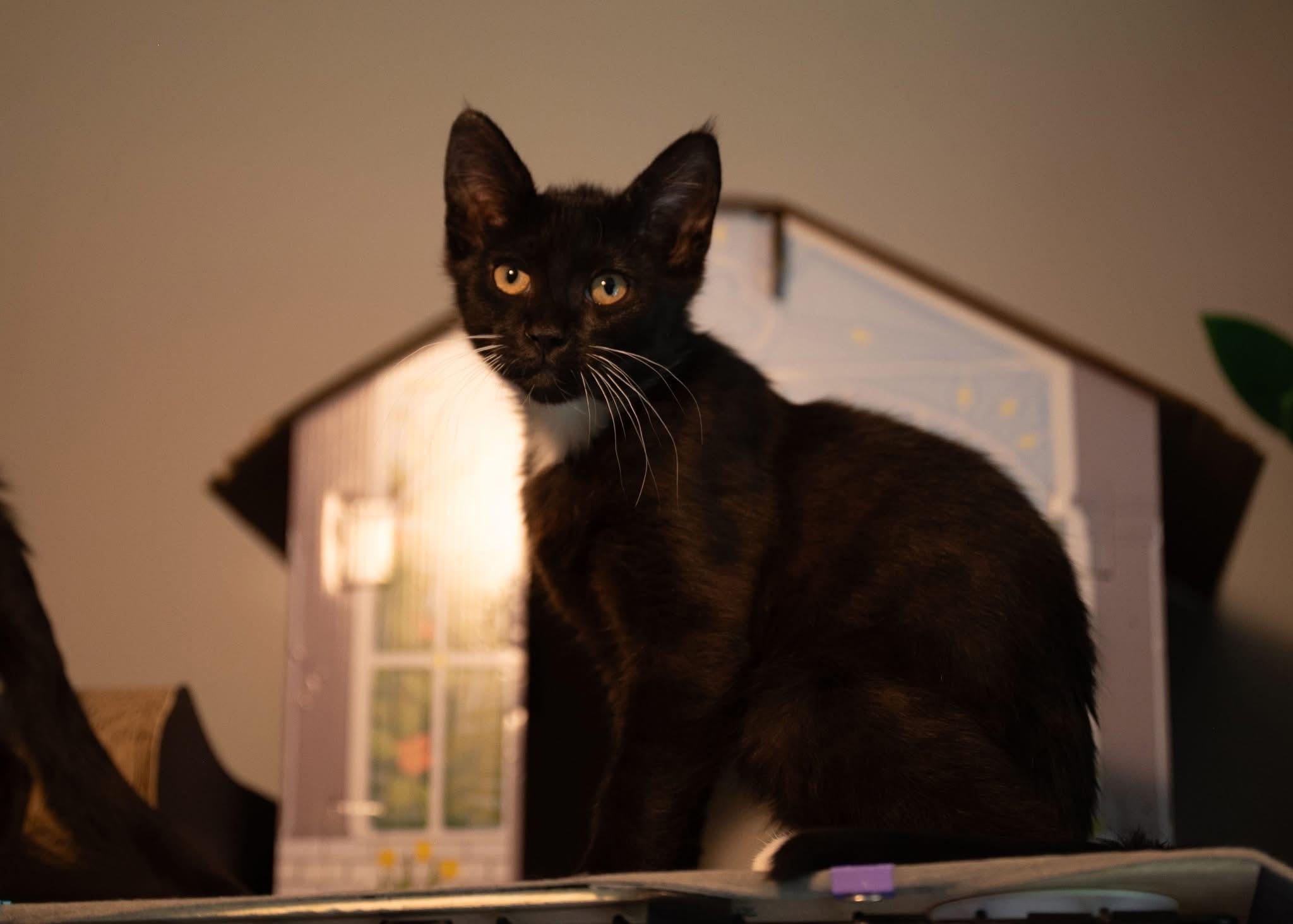 Kai (bonded with Kyler), Baby Male Domestic Short Hair